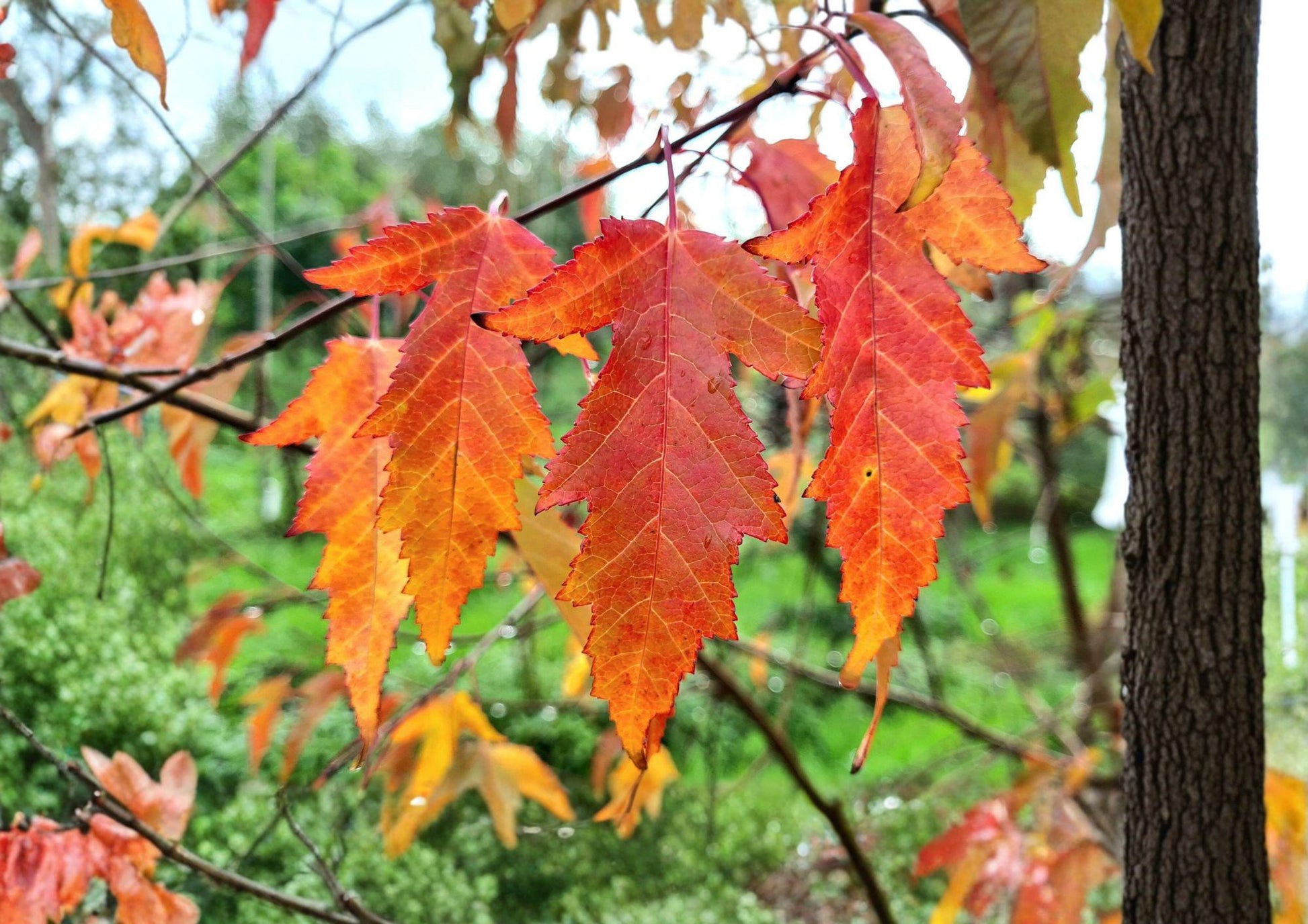 Amur Maple Tree Seeds - Acer Ginnala, Fiery Red Autumn Color, Ideal for Bonsai Cultivation