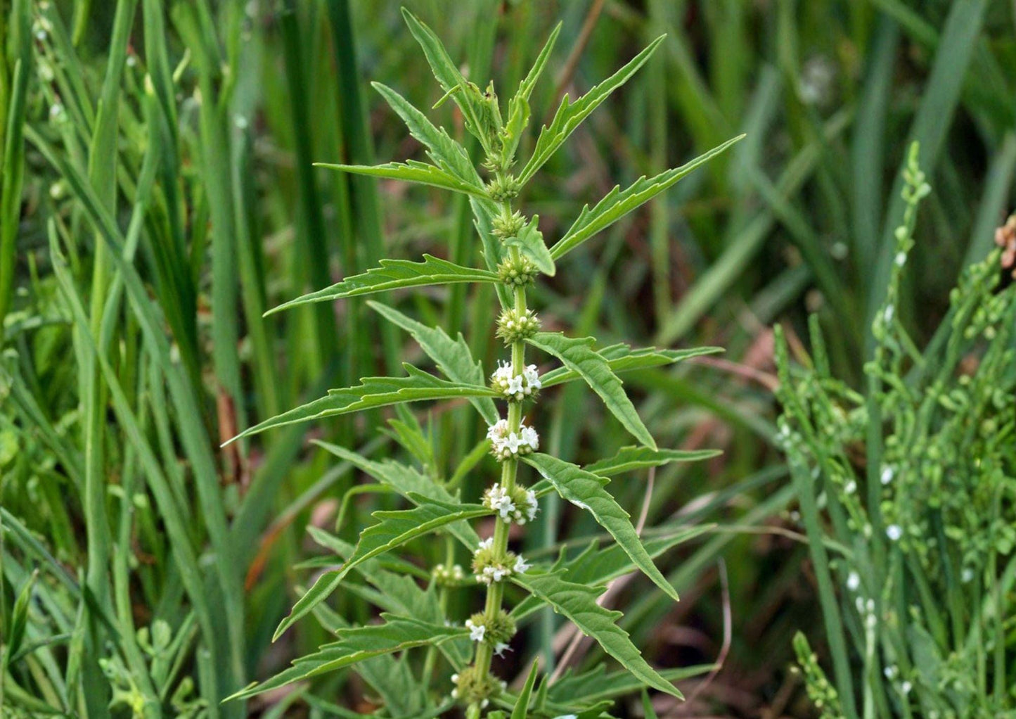 Bugleweed Seeds - 500 Seeds - American Variety, Wetland Native Perennial, Pollinator Plant (Lycopus uniflorus)