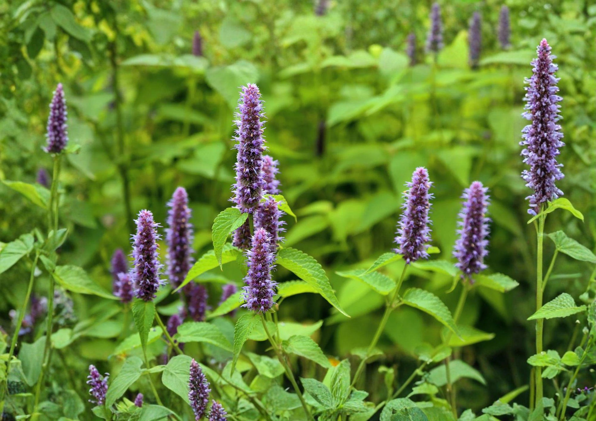 Anise Hyssop Seeds - 100 Count - Blue Giant Agastache, Licorice Mint - Fast Growing Herb Seeds for Garden