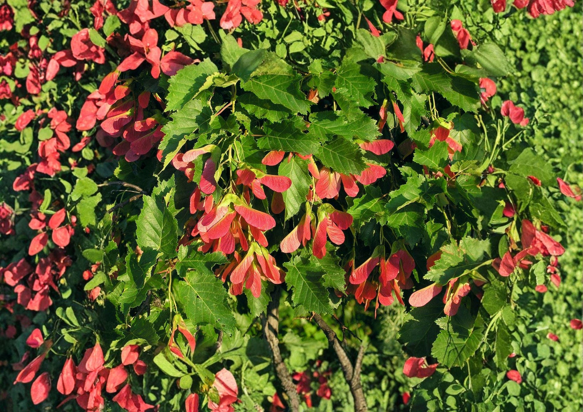 Tatarian Maple Tree Seeds - Hardy Ornamental with Red Samaras - Acer tataricum - Fresh Stock