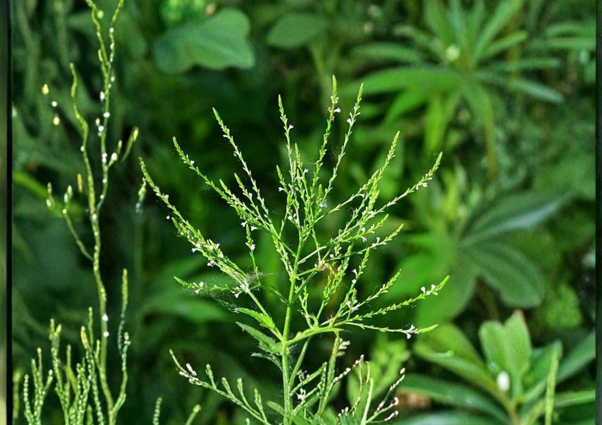 White Vervain Seeds - Native Pollinator-Friendly Wildflower - Verbena hastata - Eco-Friendly Gardening