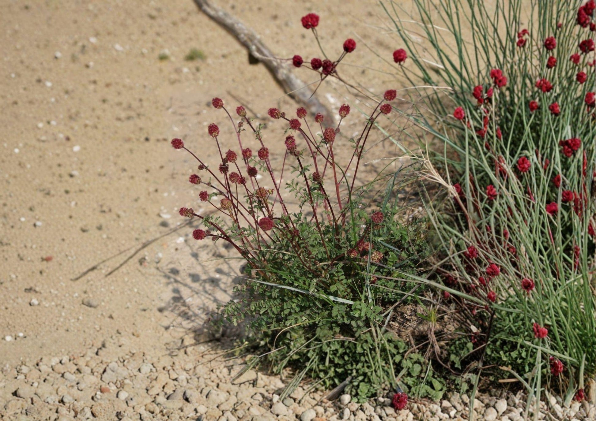 Salad Burnet Seeds - Drought Tolerant Edible Herb - 100 Seeds (250mg) - Sanguisorba minor