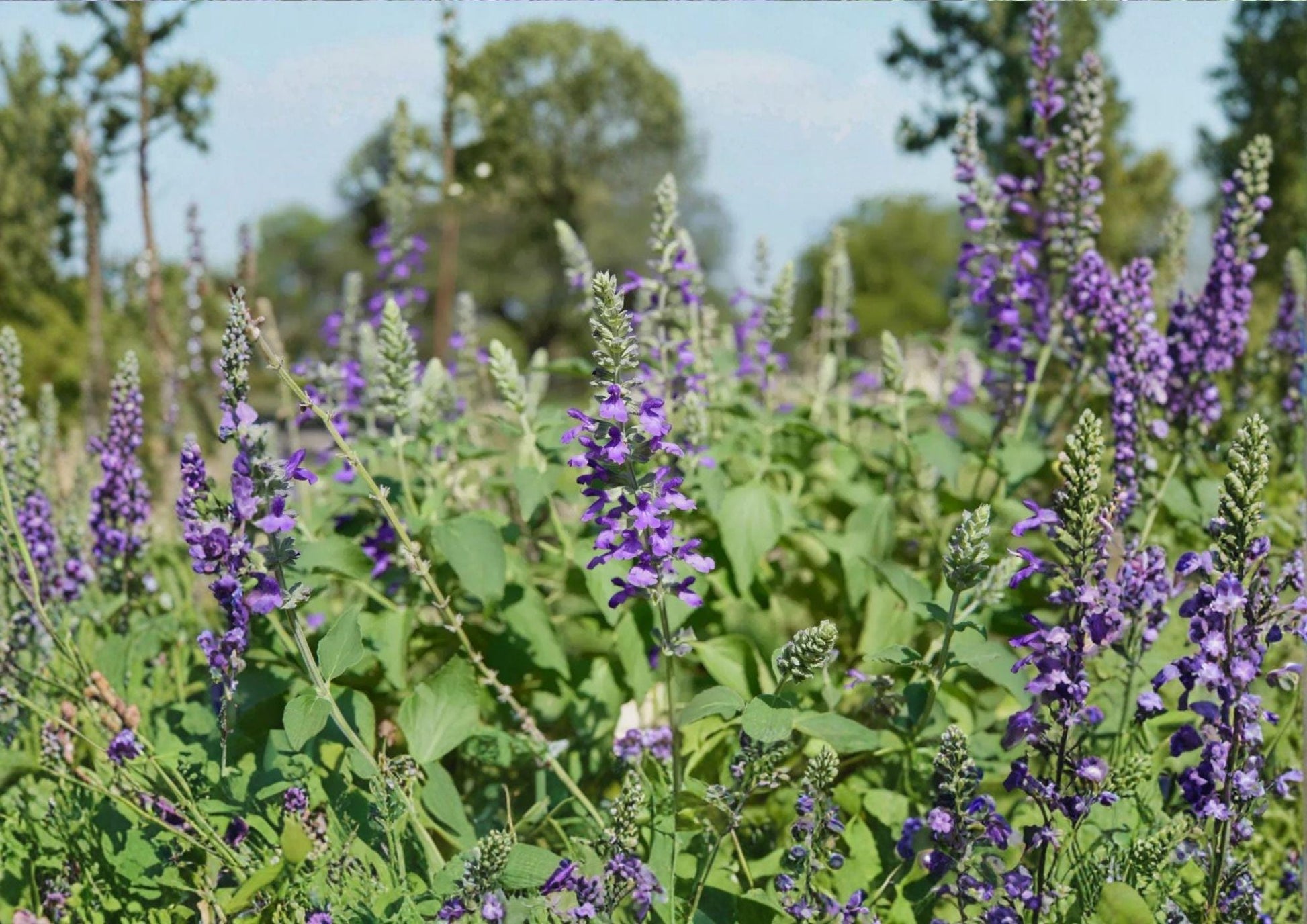Blue Sage Seeds - Pollinator-Friendly Salvia Farinacea - Fast Growing Garden Plant, Perfect for Attracting Bees and Butterflies