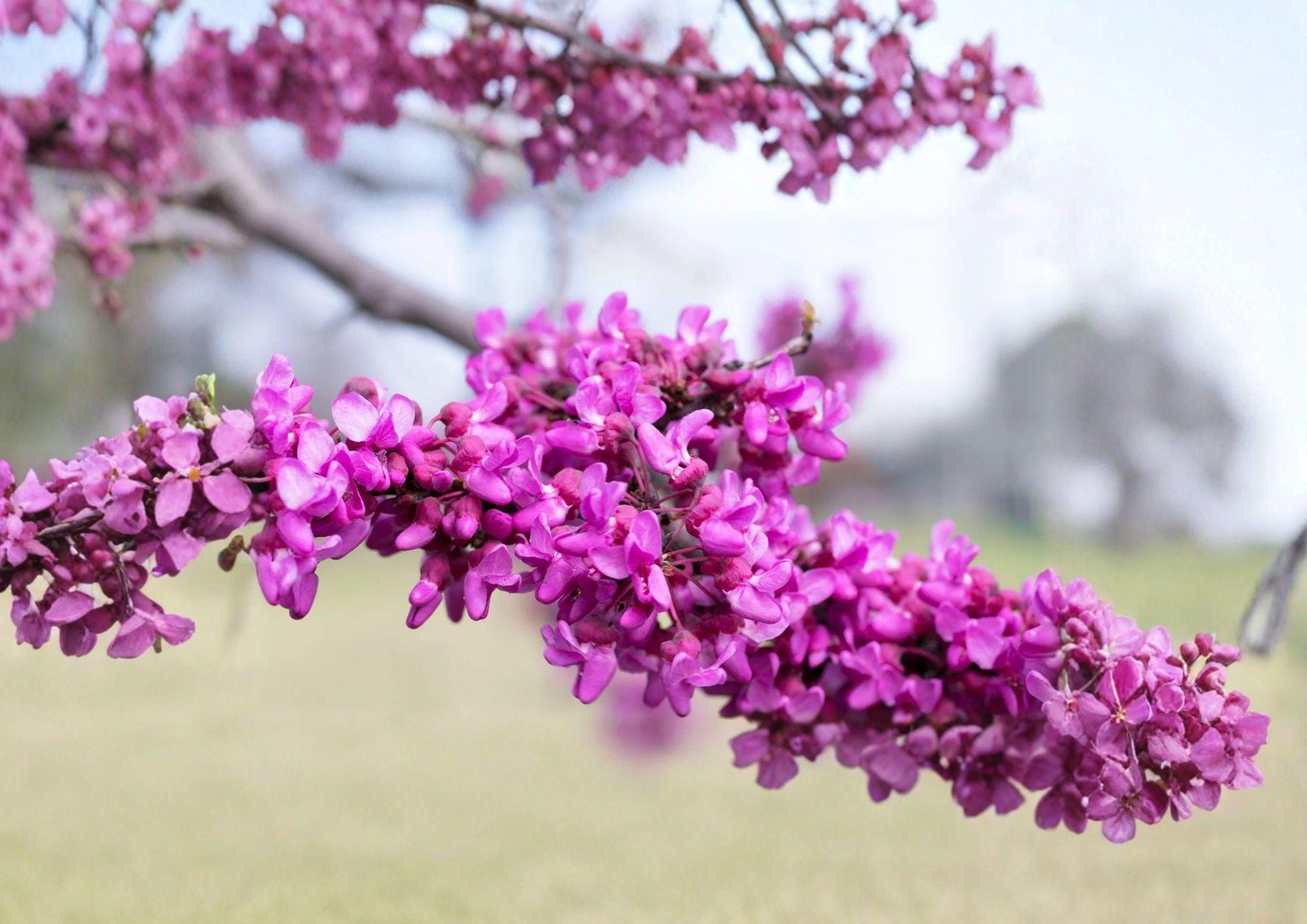Giant Redbud Tree Seeds - Cercis Gigantea, Pink Blossoms, Large Leaves, Fast Growing