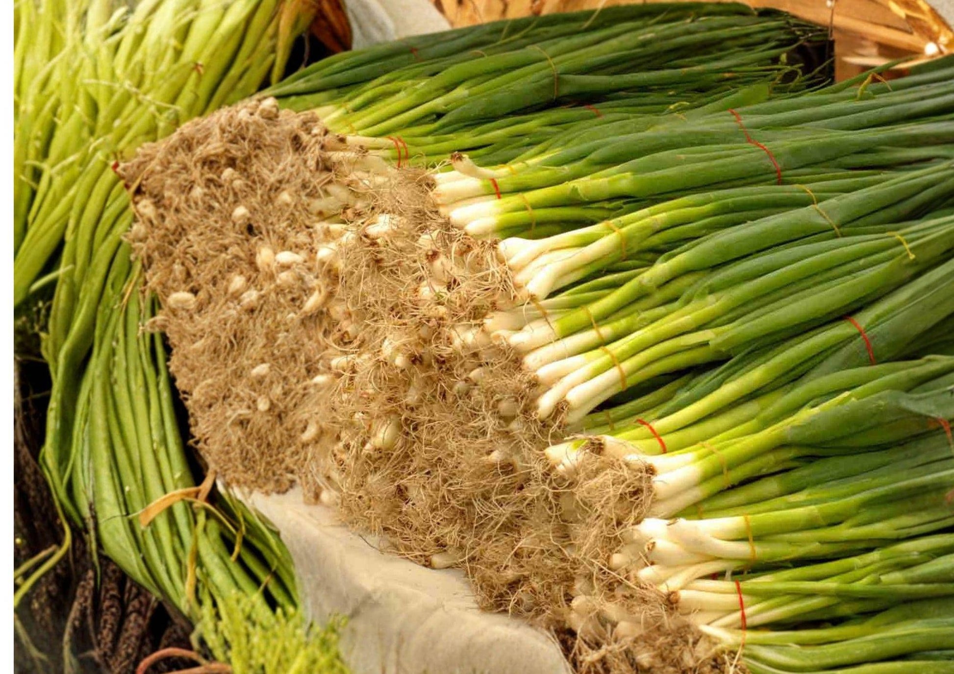 Evergreen Bunching Onion Seeds - Non-GMO Hardy Scallions for Continuous Harvest - Allium fistulosum
