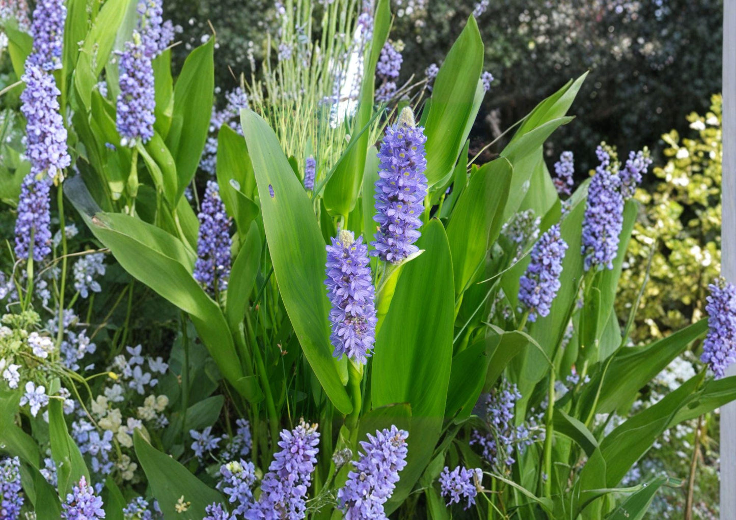 Pickerel Weed Seeds 10 Count Pontederia cordata Native Aquatic Perennial Purple Flower Water Garden Plant Pollinator Friendly