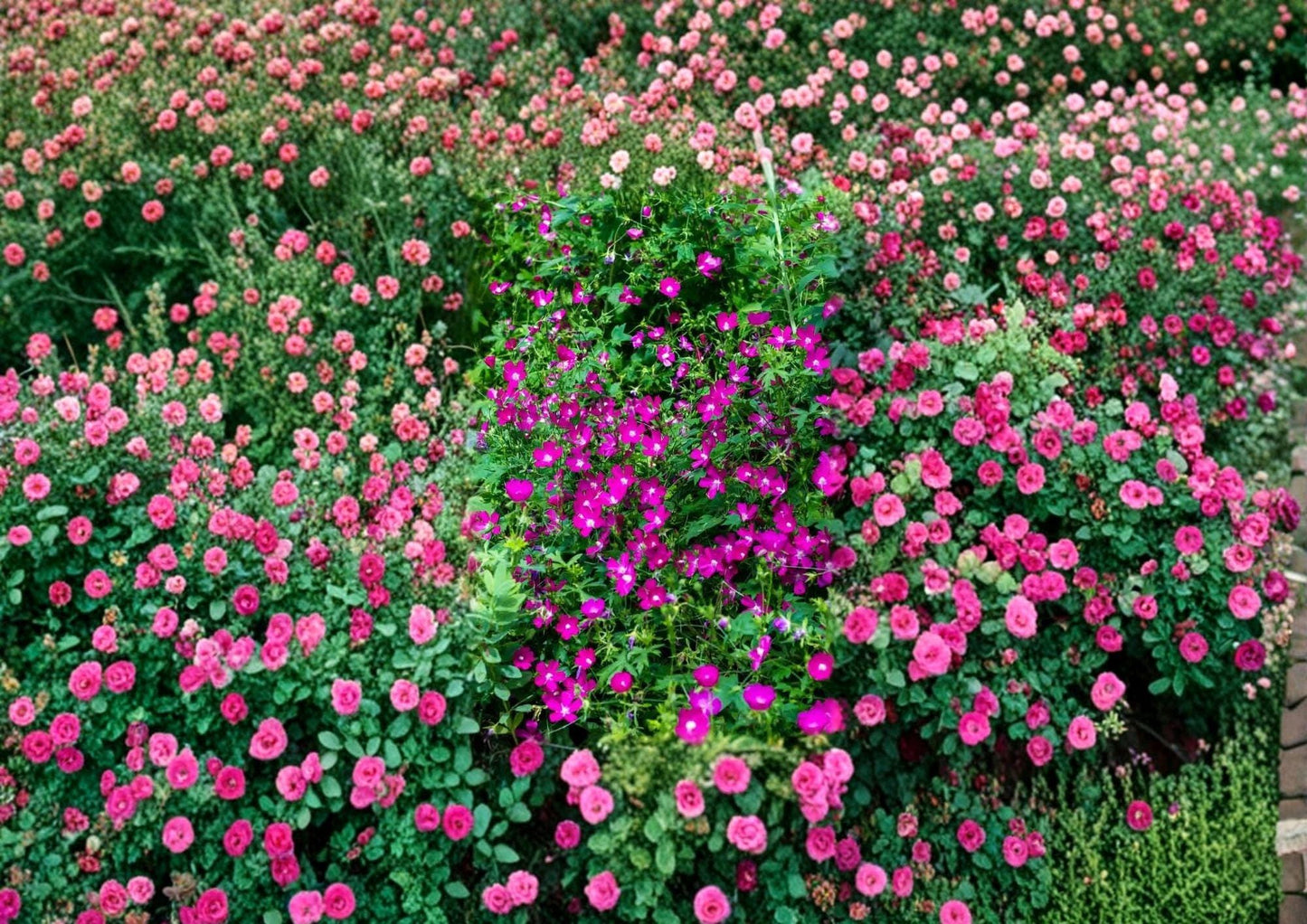 Purple Poppy Mallow Seeds - Drought Tolerant Perennial, Vibrant Cup Flowers - Callirhoe involucrata, New Harvest Quality
