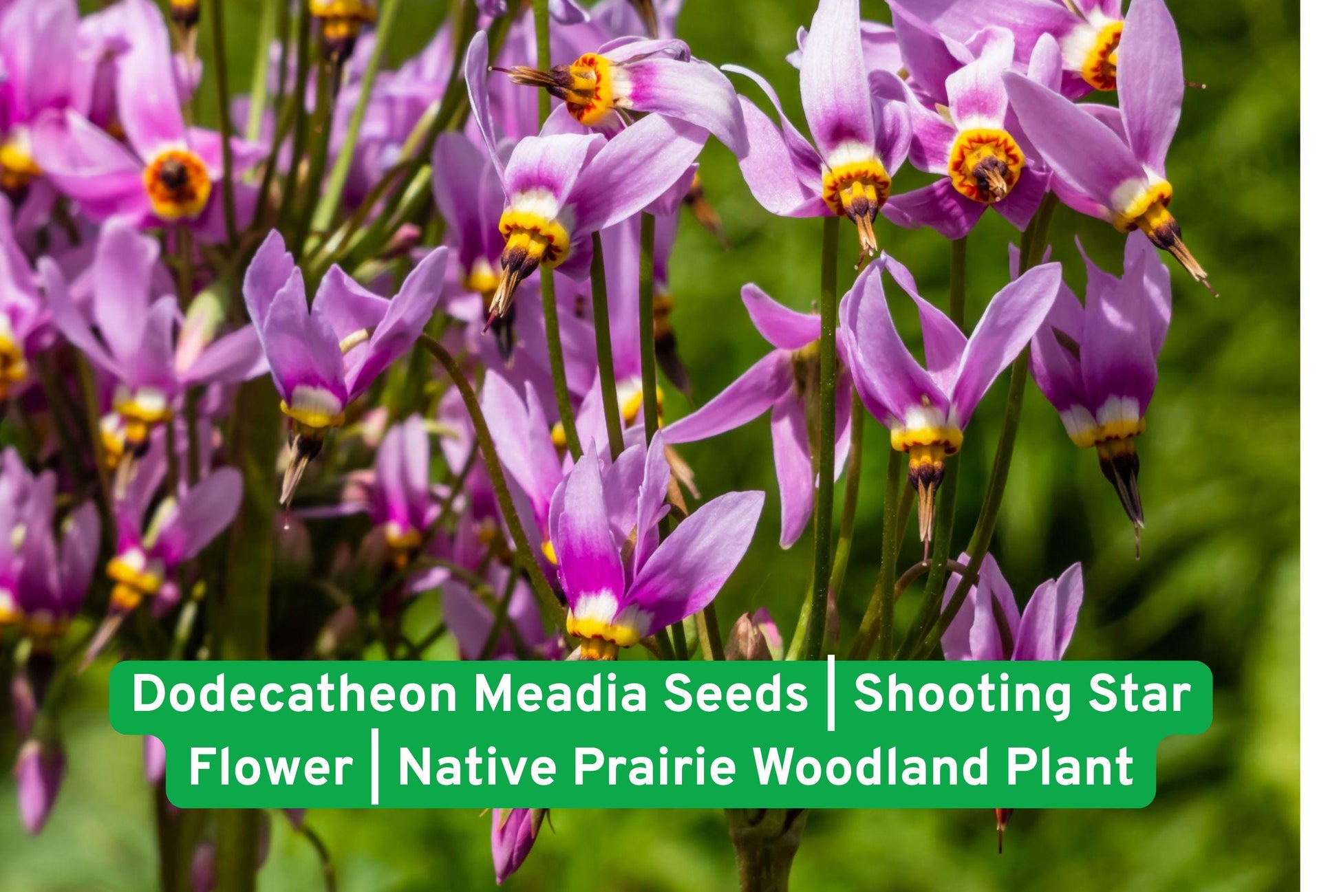 Shooting Star Flower Seeds | Native Wildflower | Dodecatheon Meadia | Pink Blooms for Pollinator Gardens