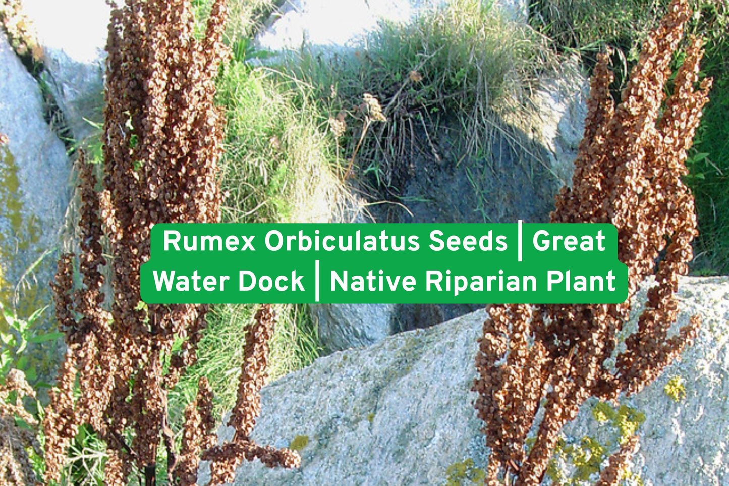 Water Dock Seeds | Native Wetland Perennial | Rumex orbiculatus | Wildlife Habitat for Rain Gardens & Pond Edges