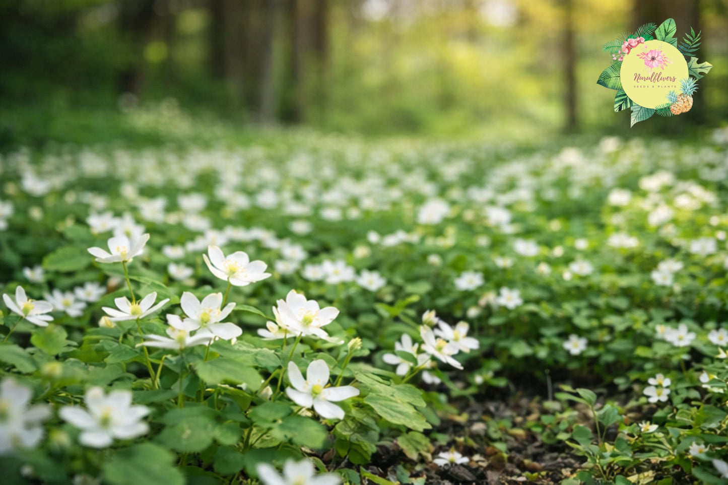 Bare-root Wildflower Mix - Windflower Rue Anemone - Anemonella thalictroides - Perennial Garden Plant for Shade