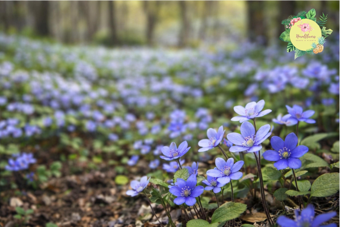 Hepatica Bare-root Plant | Blue Flowering Perennial Ground Cover | Anemone hepatica | Hardy Shade Plant for Gardens