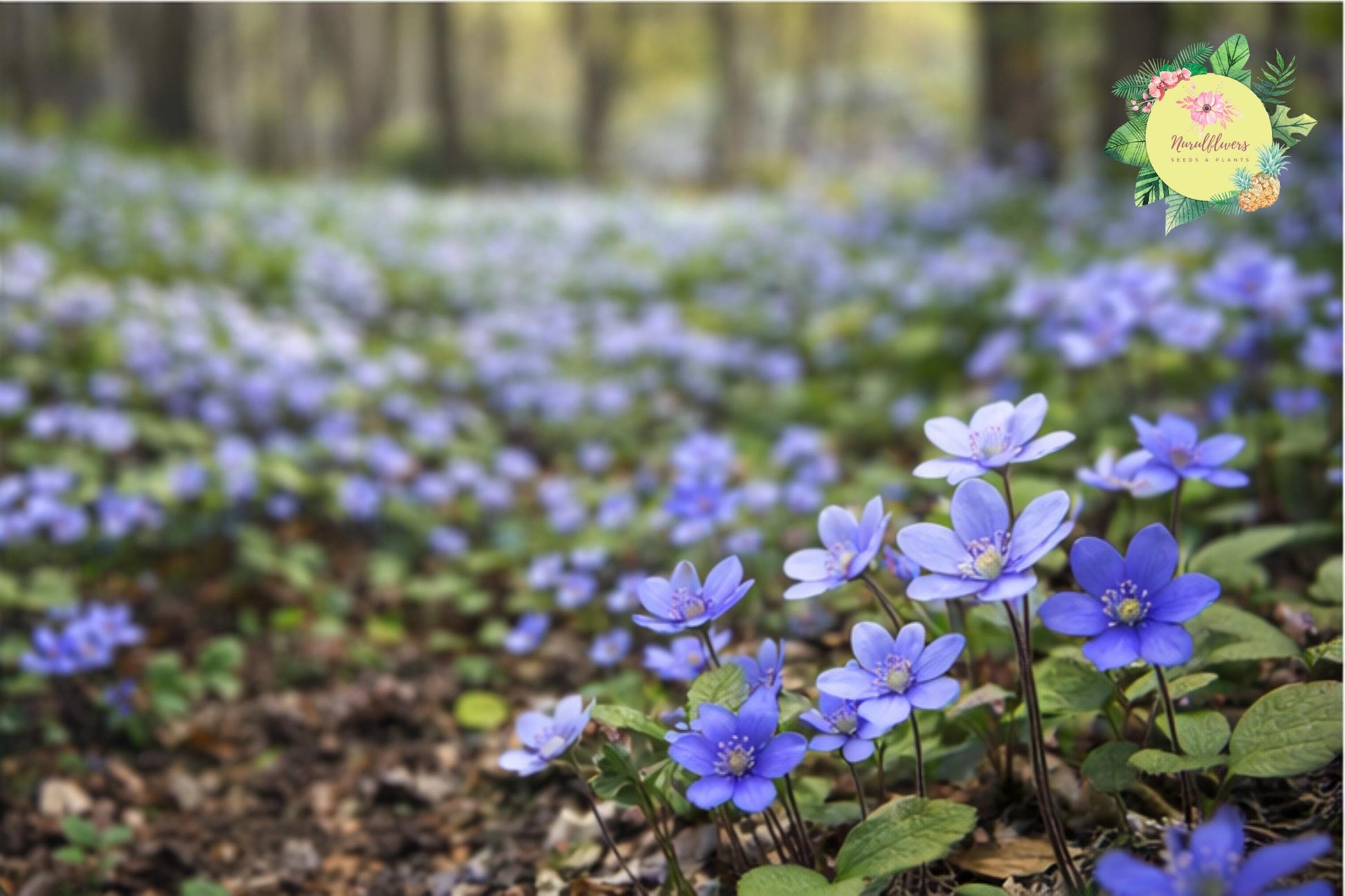 Hepatica Bare-root Plant | Blue Flowering Perennial Ground Cover | Anemone hepatica | Hardy Shade Plant for Gardens