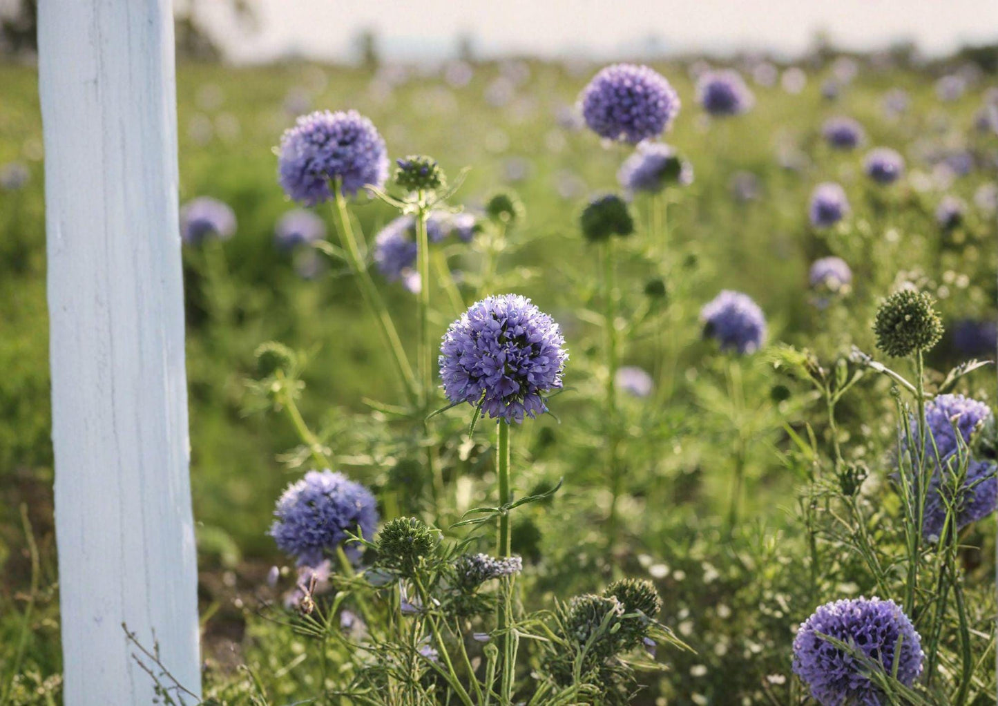 Globe Gilia Seeds - Bluehead Gilia, Native Wildflower, High Germination Rate, Ideal for Pollinator Gardens, California Native