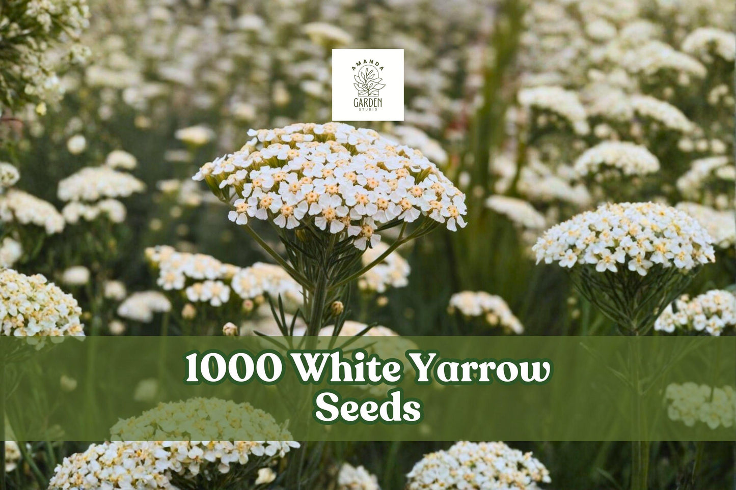 1000 White Yarrow Seeds - Perennial Wildflower - Achillea millefolium - Classic White Blooms for Gardens & Meadows
