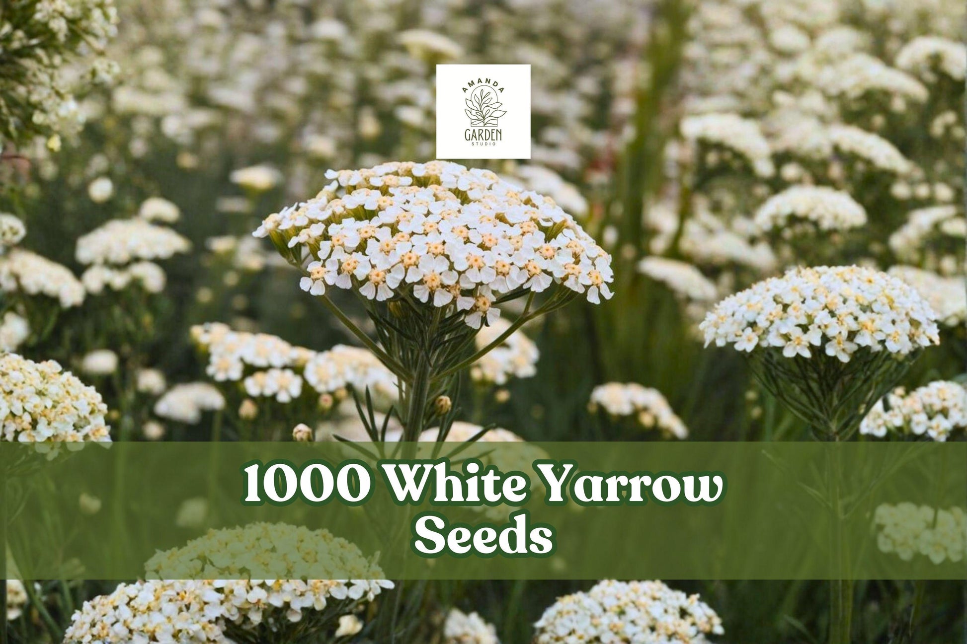 1000 White Yarrow Seeds - Perennial Wildflower - Achillea millefolium - Classic White Blooms for Gardens & Meadows