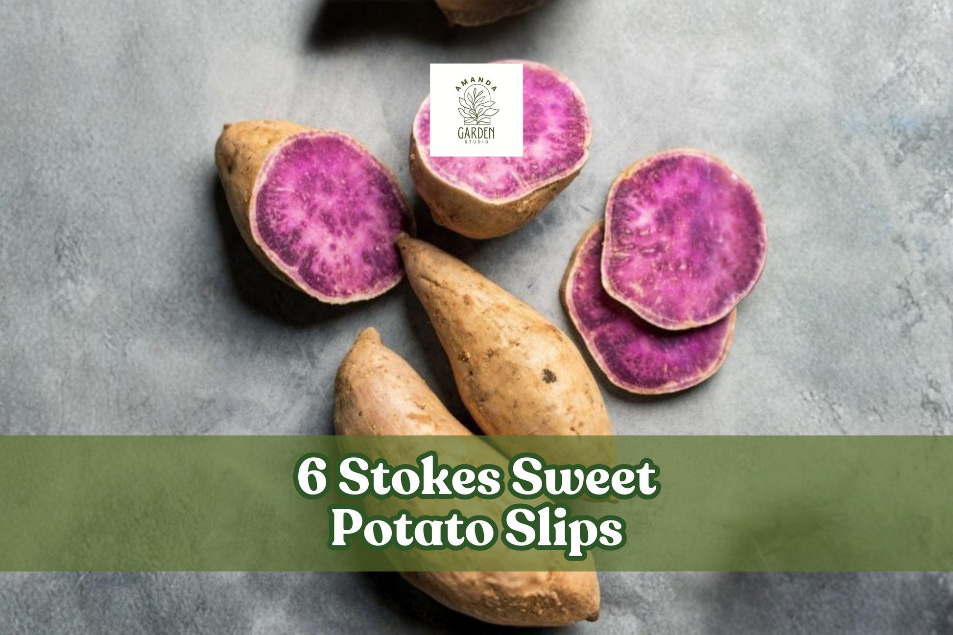 6 Stokes Sweet Potato Slips - Purple-Fleshed Sweet Potatoes - Ipomoea batatas - 6 Rooted Garden Plants for Home Growing