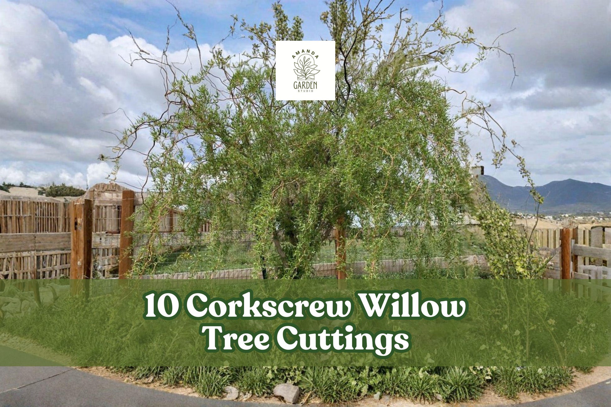 10 Corkscrew Willow Cuttings – Live Curly Salix Starts for Ornamental Landscaping – Fast-Growing Deciduous Tree Cuttings