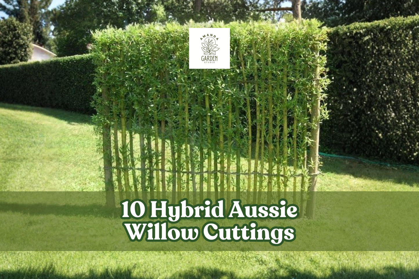 10 Hybrid Aussie Willow Cuttings – Fast Growing Privacy Trees for Screens & Windbreaks – Salix hybrid, 9-inch Live Cuttings