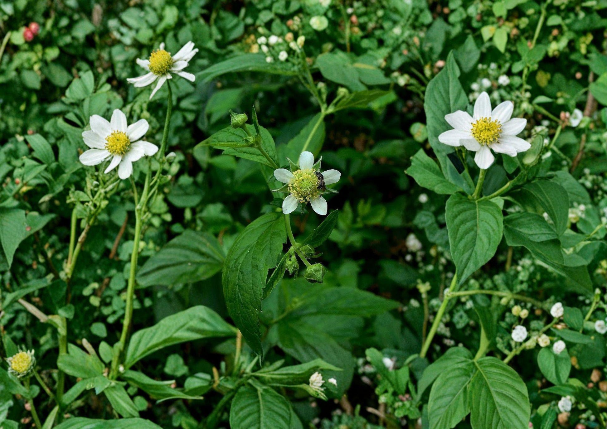 White Avens Seeds - Geum canadense, Native Woodland Wildflower, Fresh Stock, Organic, Pollinator Friendly