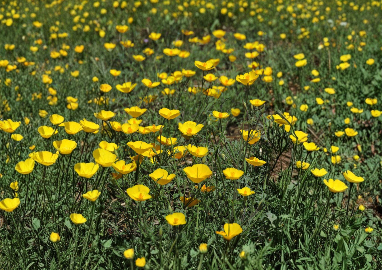 Tufted California Poppy Seeds - Dwarf Yellow Wildflower - Eschscholzia californica Seeds for Quick Growth