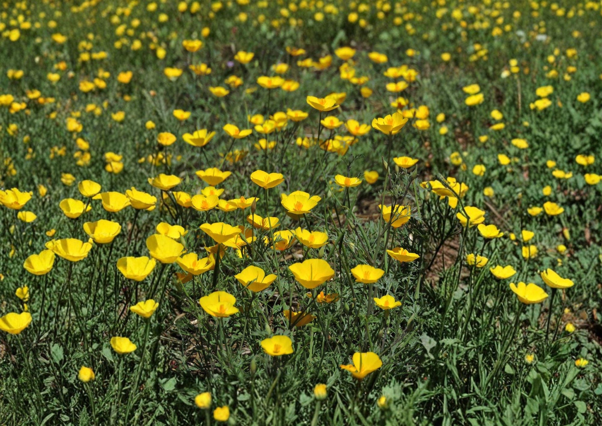 Tufted California Poppy Seeds - Dwarf Yellow Wildflower - Eschscholzia californica Seeds for Quick Growth