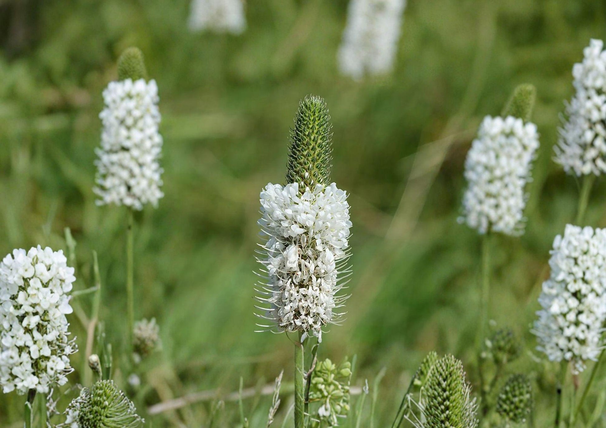 White Prairie Clover Seeds - Native Pollinator-Friendly Perennial - Fast Growing - Dalea candida