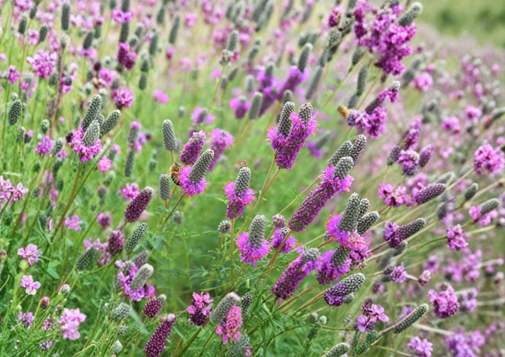 Purple Prairie Clover Seeds - Native Pollinator Flower - Easy to Grow, Dalea purpurea