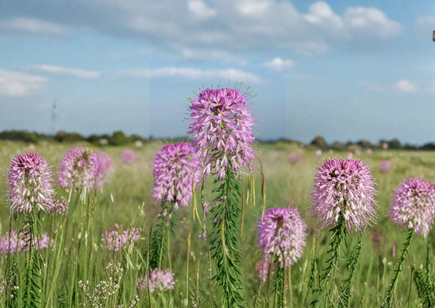 Rocky Mountain Bee Plant Seeds - Native Wildflower, Pollinator Friendly, New Harvest Quality, Cleome serrulata