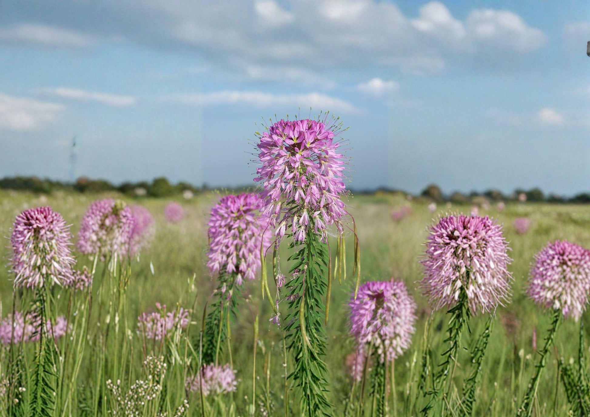 Rocky Mountain Bee Plant Seeds - Native Wildflower, Pollinator Friendly, New Harvest Quality, Cleome serrulata