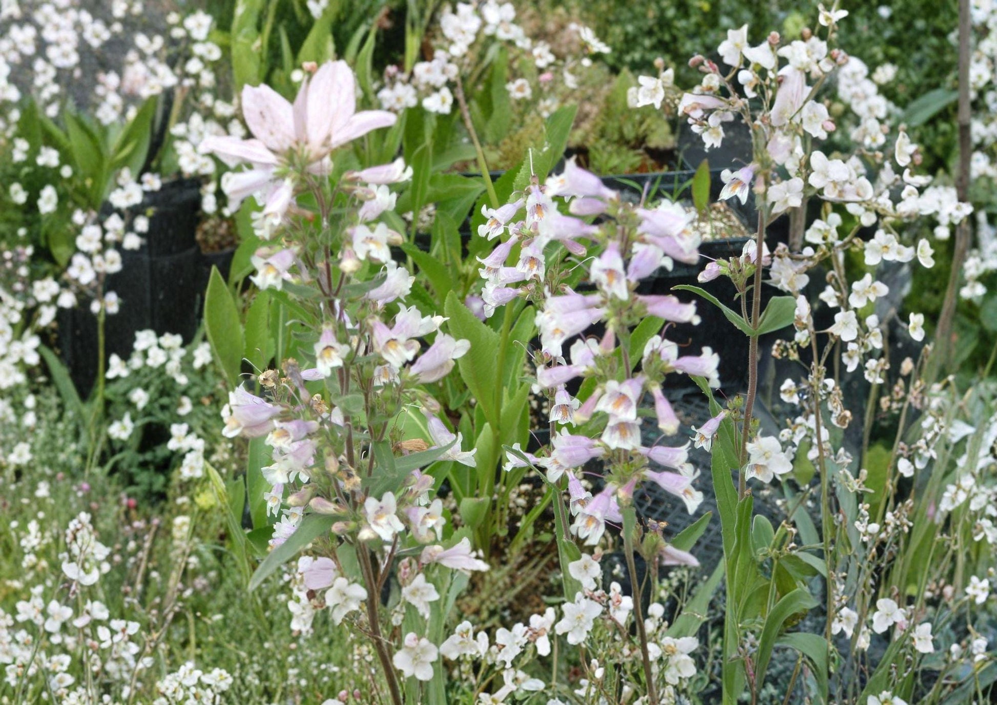 Penstemon Gracilis Seeds - Slender Beardtongue, Purple Blue Flowers, Easy to Grow Native Perennial