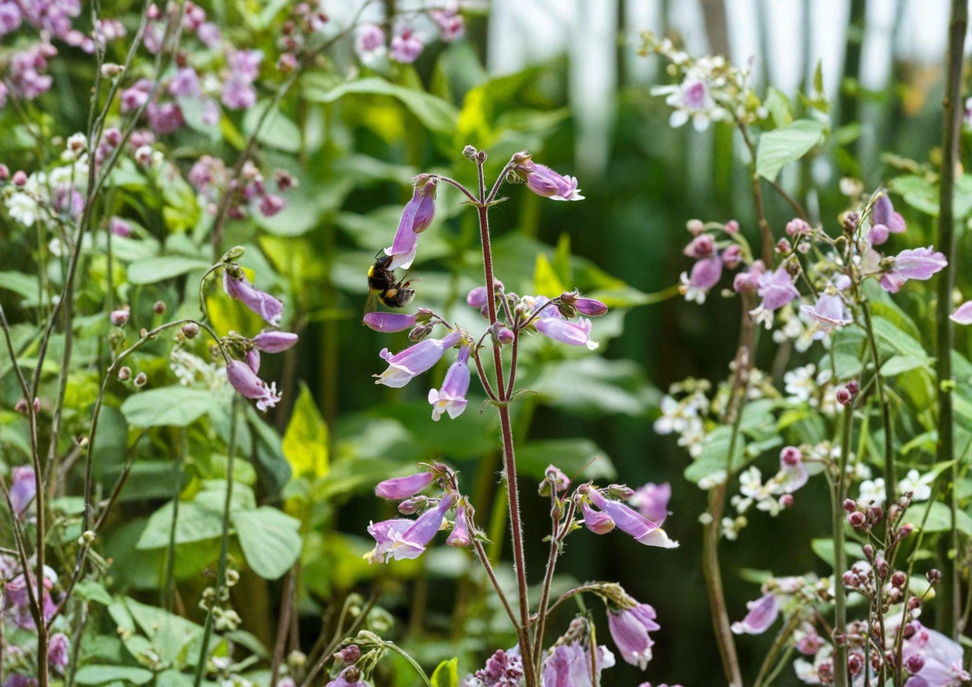 Penstemon Hirsutus Seeds - 100 Count - Native Perennial with Lavender Flowers for Pollinator Gardens - Bloom Haven Nursery