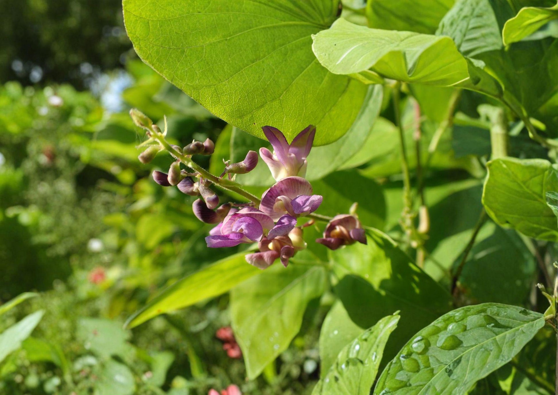 Wild Kidney Bean Seeds - Native Climbing Vine, Edible Pods, Perfect for Woodland Gardens, Phaseolus lunatus