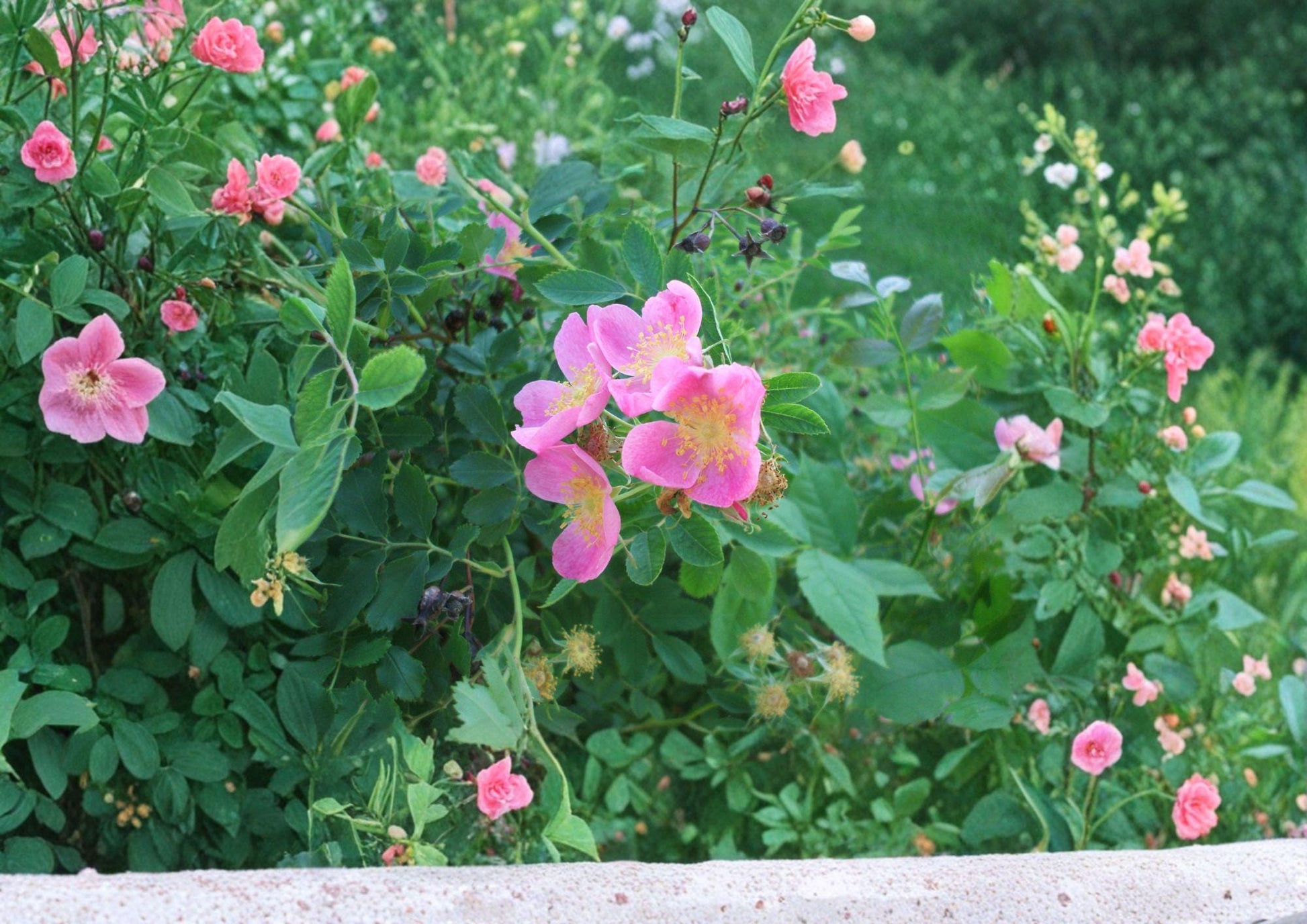Prairie Wild Rose Seeds - Rosa Arkansana - Fragrant Pink Blooms - Native Shrub - Fresh Stock