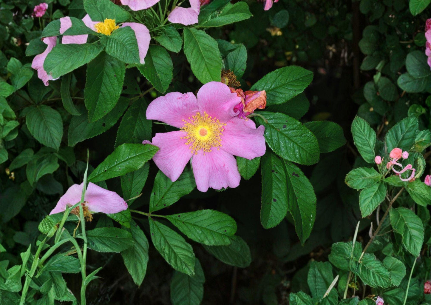 Swamp Rose Seeds - Fragrant Pink Flowers, Non-GMO Rosa Palustris, Red Hips - Native Wildflower Seeds