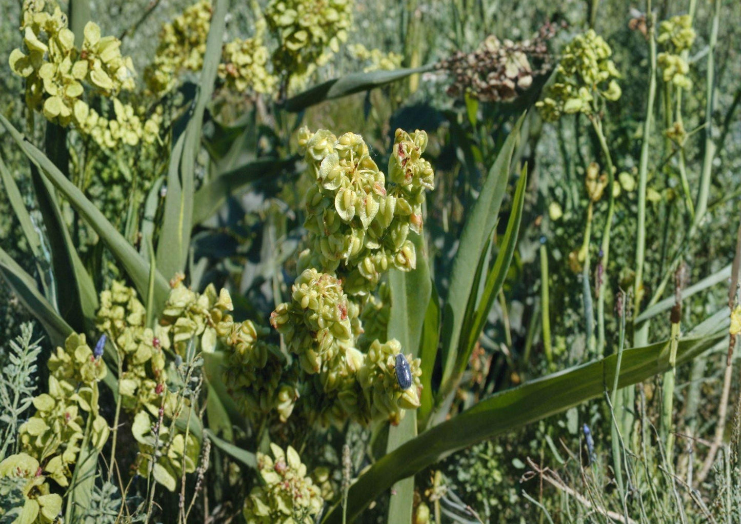 Rumex Altissimus Seeds - Pale Dock - Hardy Native Perennial for Meadows, Wetlands, Gardens - Easy to Grow