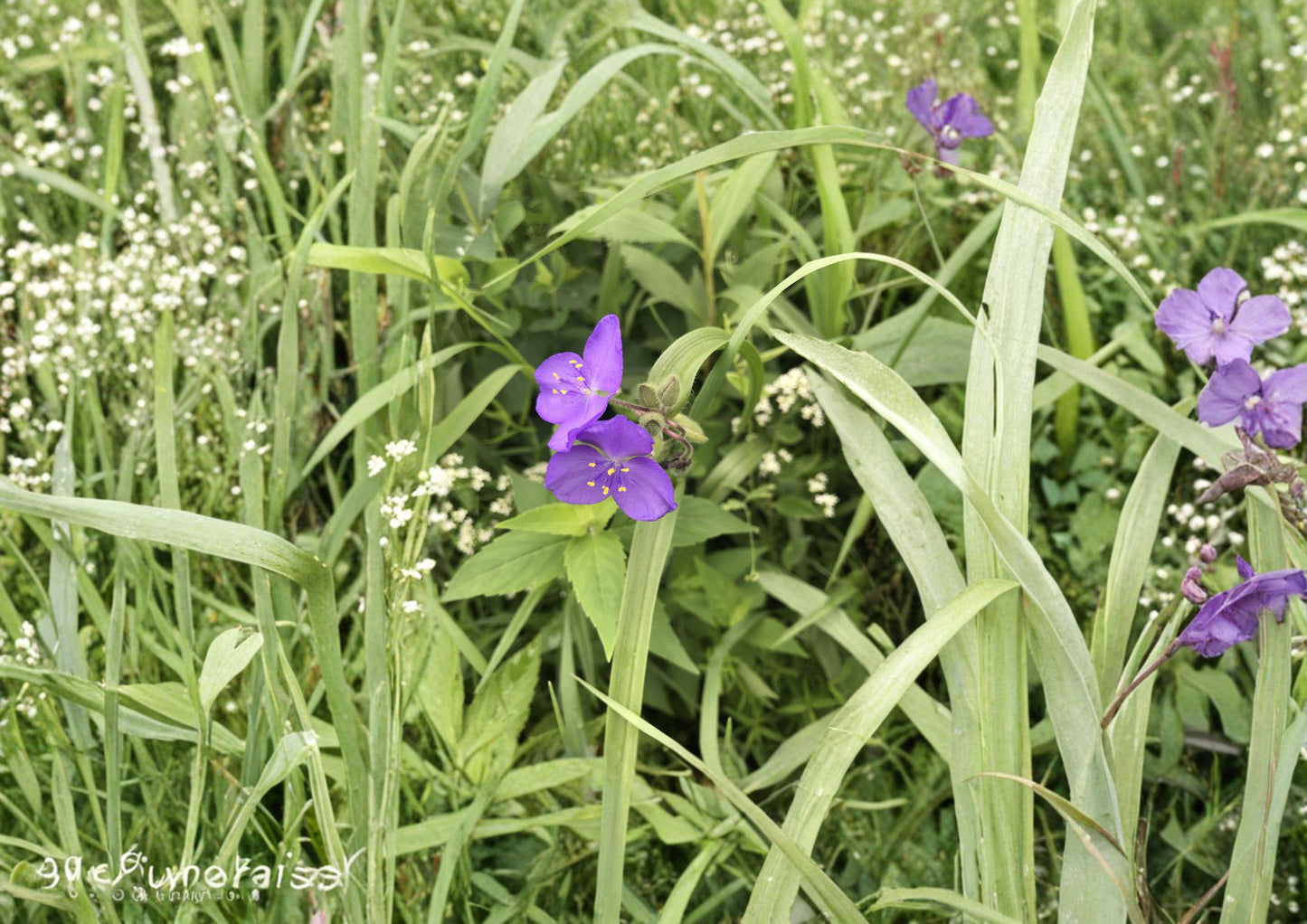 Prairie Spiderwort Seeds – Violet Blue Flowers for Pollinator Gardens – Tradescantia ohiensis