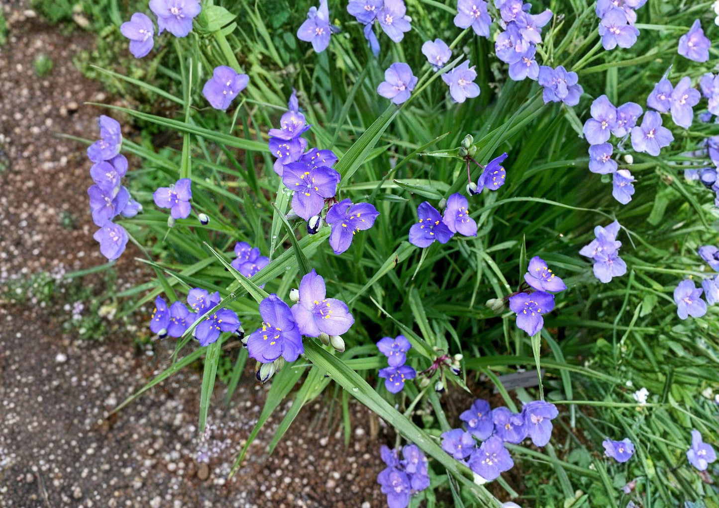 Western Spiderwort Seeds - Bright Blue Perennial Flowers - Tradescantia occidentalis - Fresh Stock for Gardens
