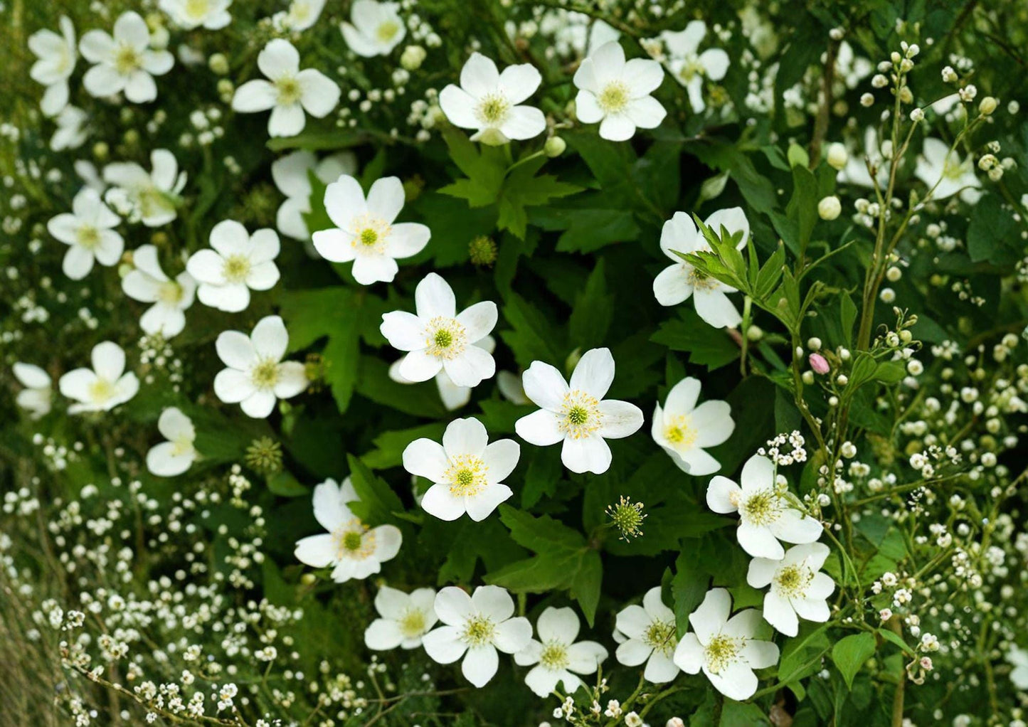 Canada Anemone Seeds - Non-GMO Hardy Native Perennial, White Spring Flowers, Ideal for Woodland Gardens, Anemone canadensis