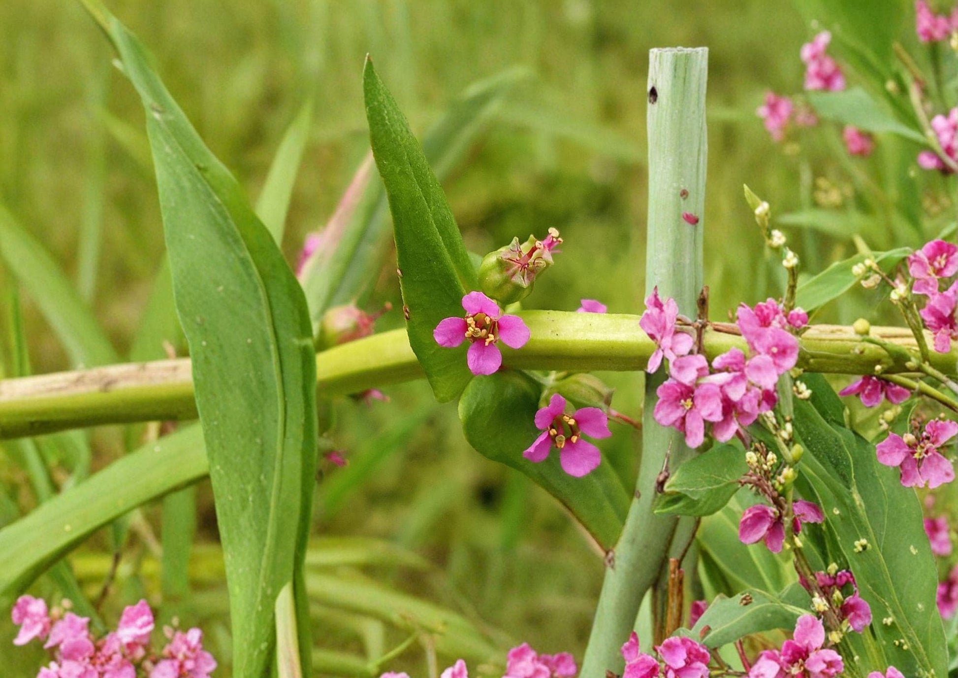 Scarlet Toothcup Seeds - Native Wetland Annual with Bright Red Blooms - Chelone obliqua