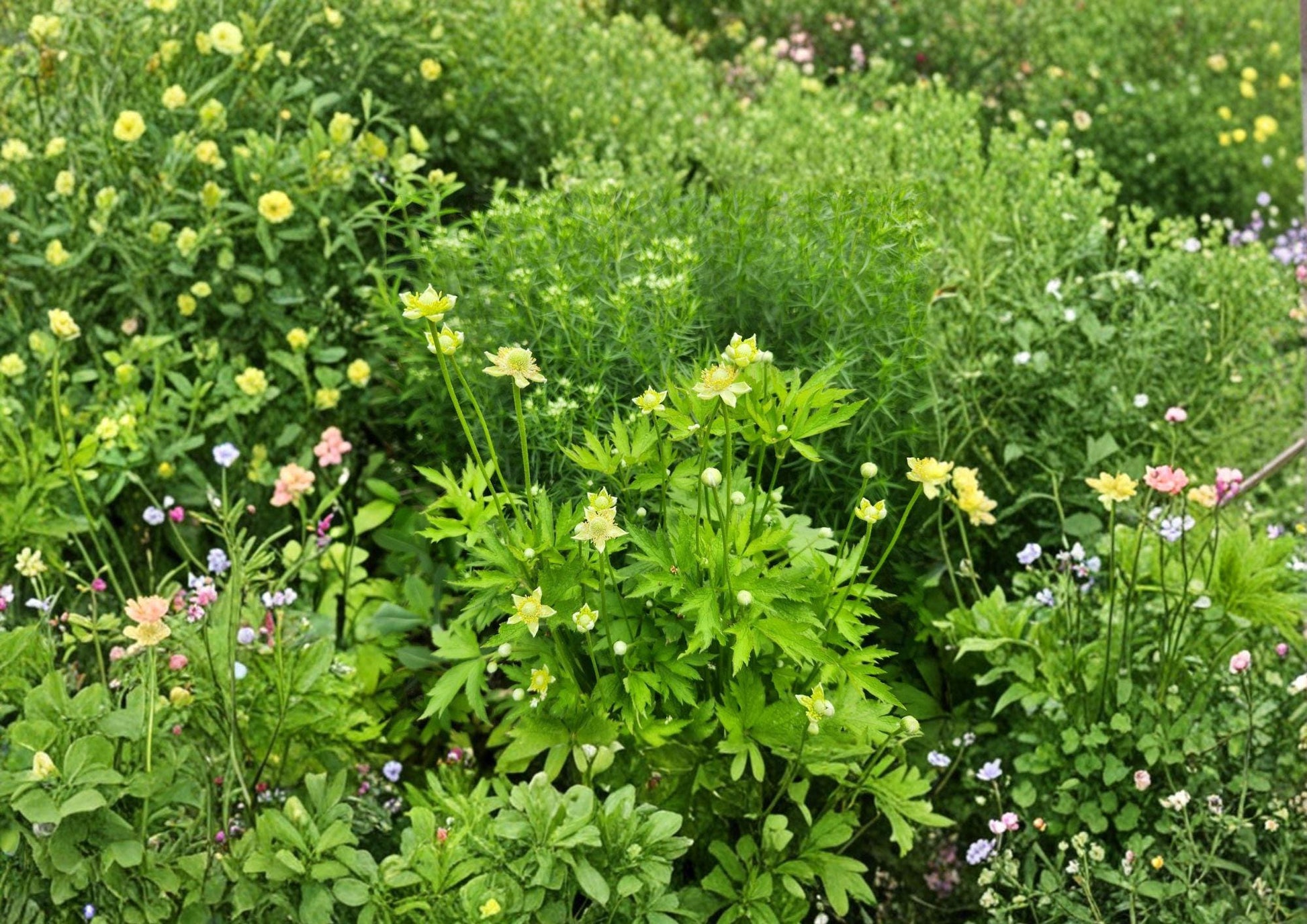 Anemone Virginiana Seeds - Tall Thimbleweed - Native Perennial White Flowers - Bloom Haven Nursery