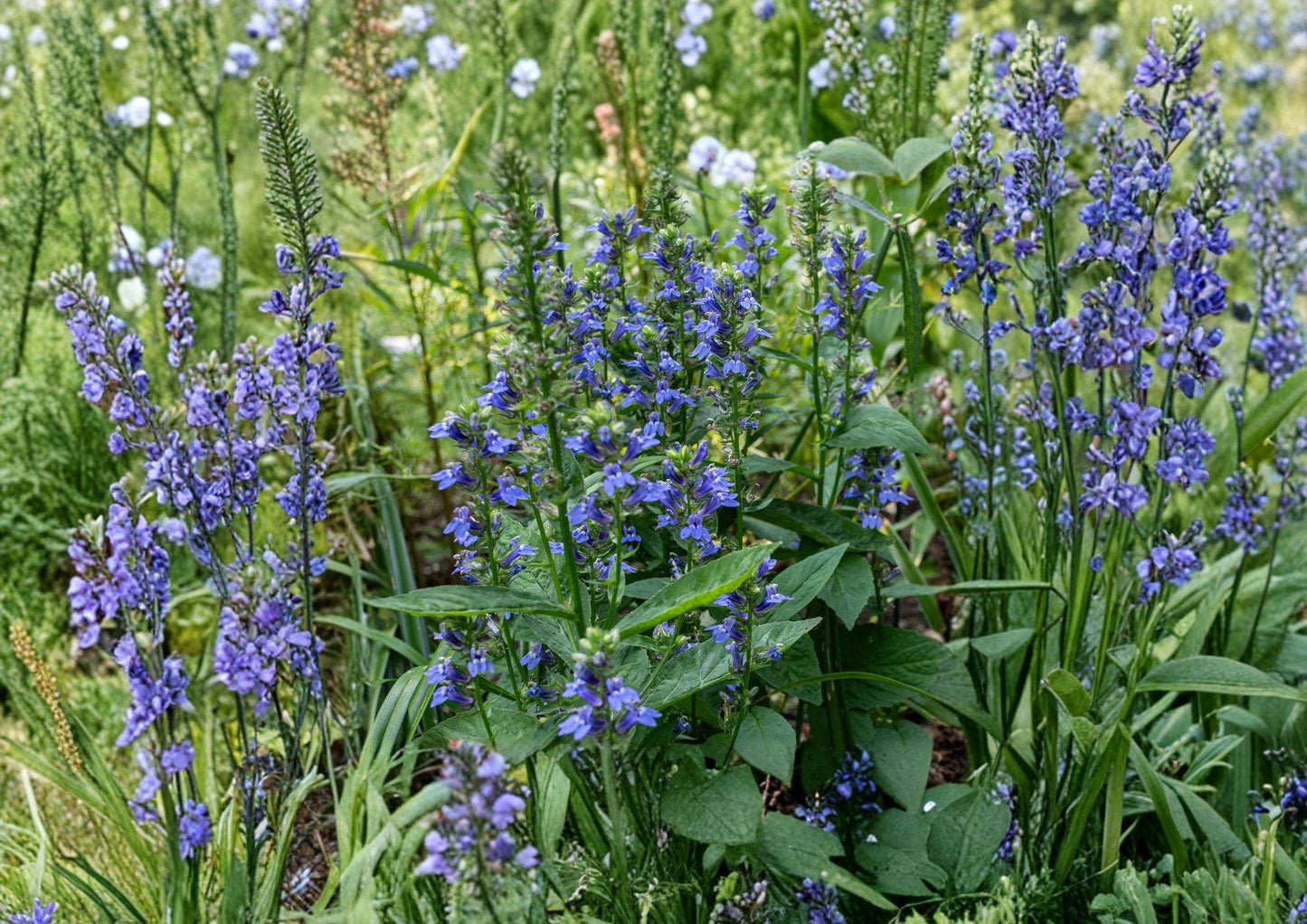 Blue Lobelia Seeds - Hardy Native Perennial - Pollinator Garden Favorite - Lobelia siphilitica