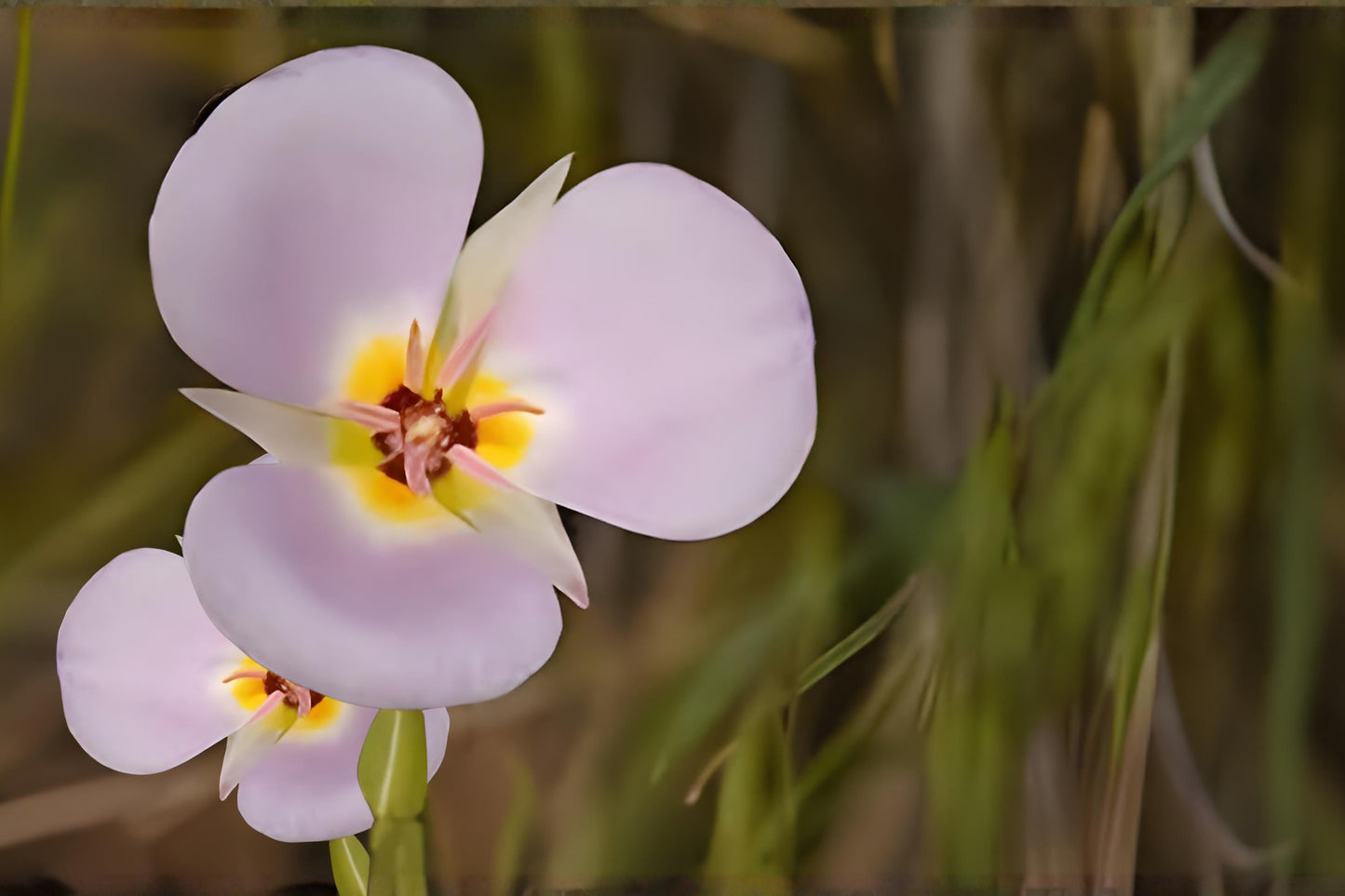 Winding Mariposa Lily Seeds (30) | Drought Tolerant Wildflower | Calochortus flexuosus for Dry & Rock Gardens