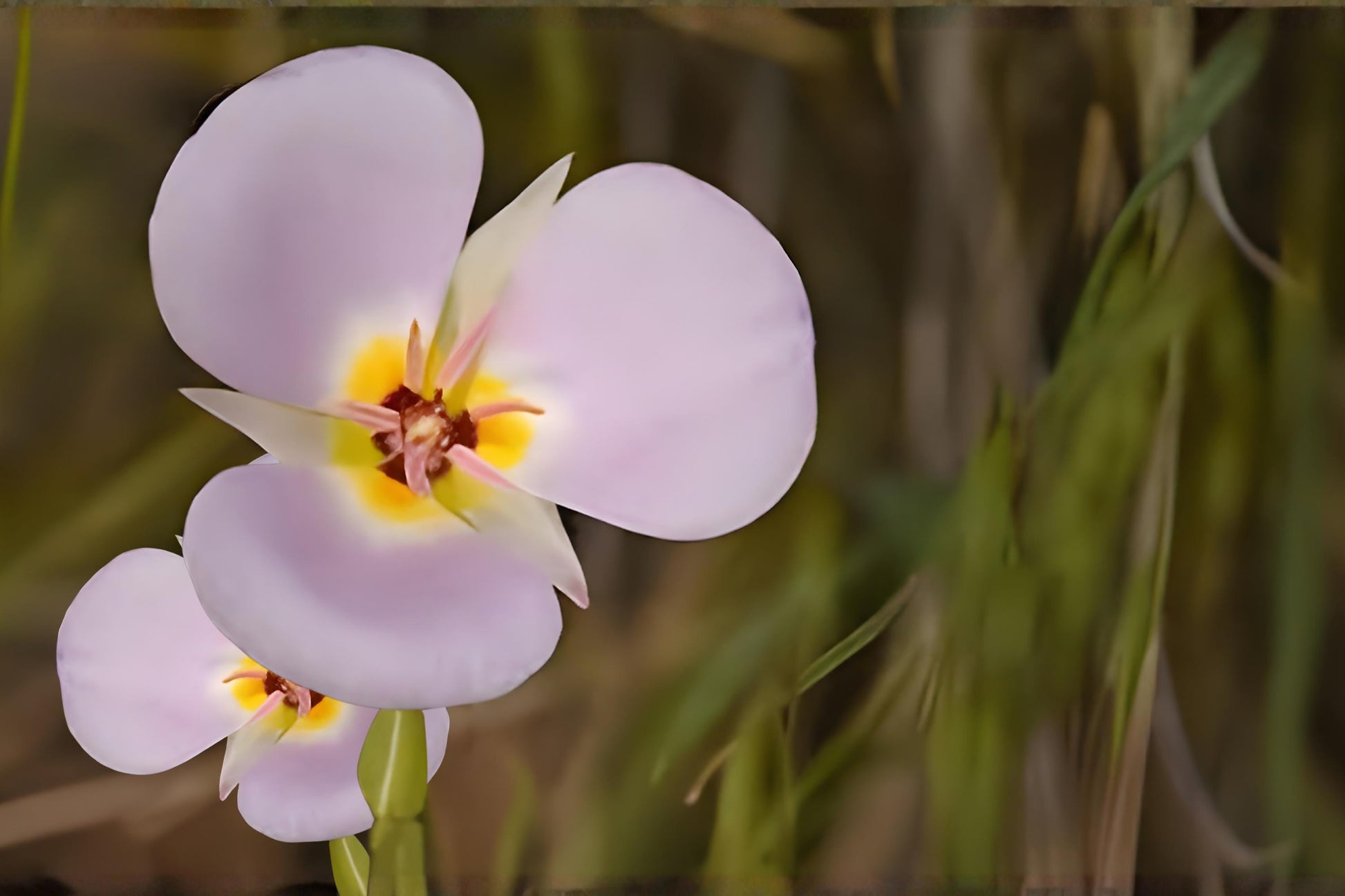 Winding Mariposa Lily Seeds (30) | Drought Tolerant Wildflower | Calochortus flexuosus for Dry & Rock Gardens