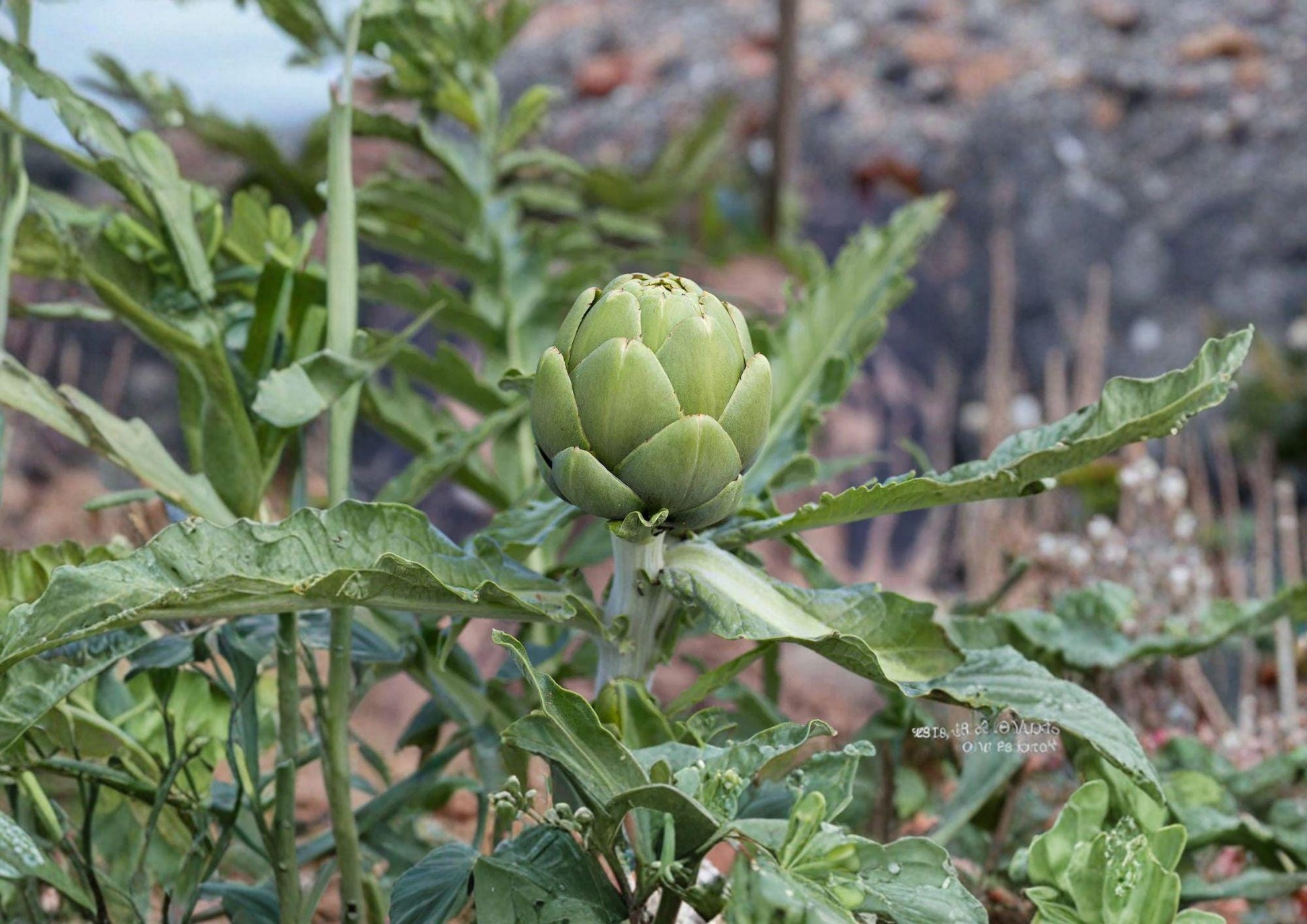 Heirloom Artichoke Seeds - Green Globe Variety, Non-GMO - Gourmet Vegetable (10 Seeds) - Organic Gardening