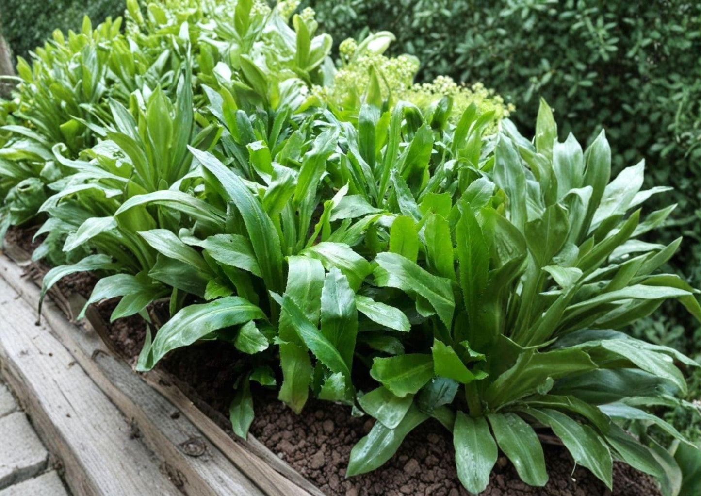 Culantro Seeds (100) - Vietnamese Recao Herb, Tropical Leafy Green, Fast Growing - Eryngium foetidum
