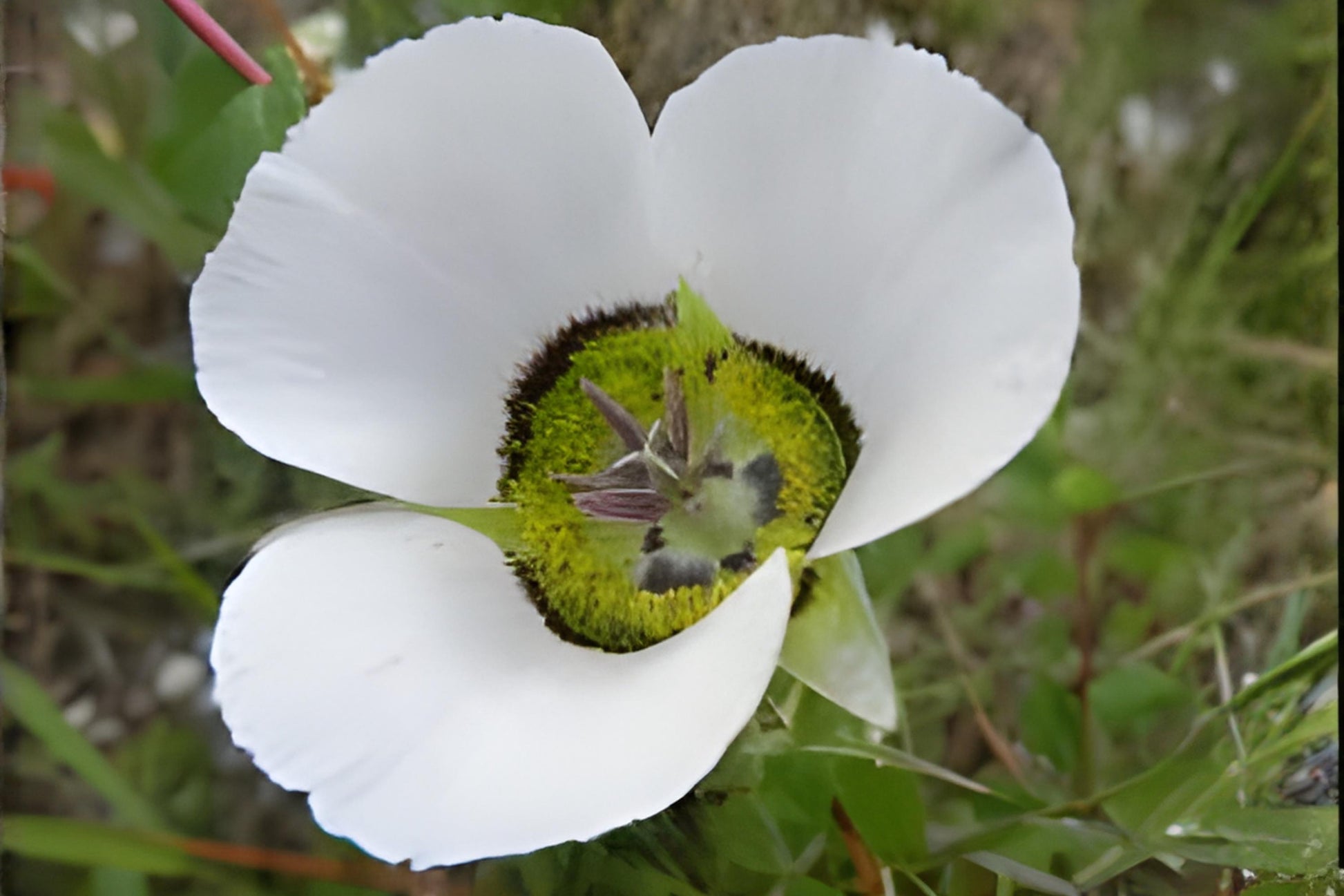 Rocky Mountain Mariposa Lily Seeds (30) | Lavender-White Blooms | Calochortus gunnisonii | Native Wildflower Seeds