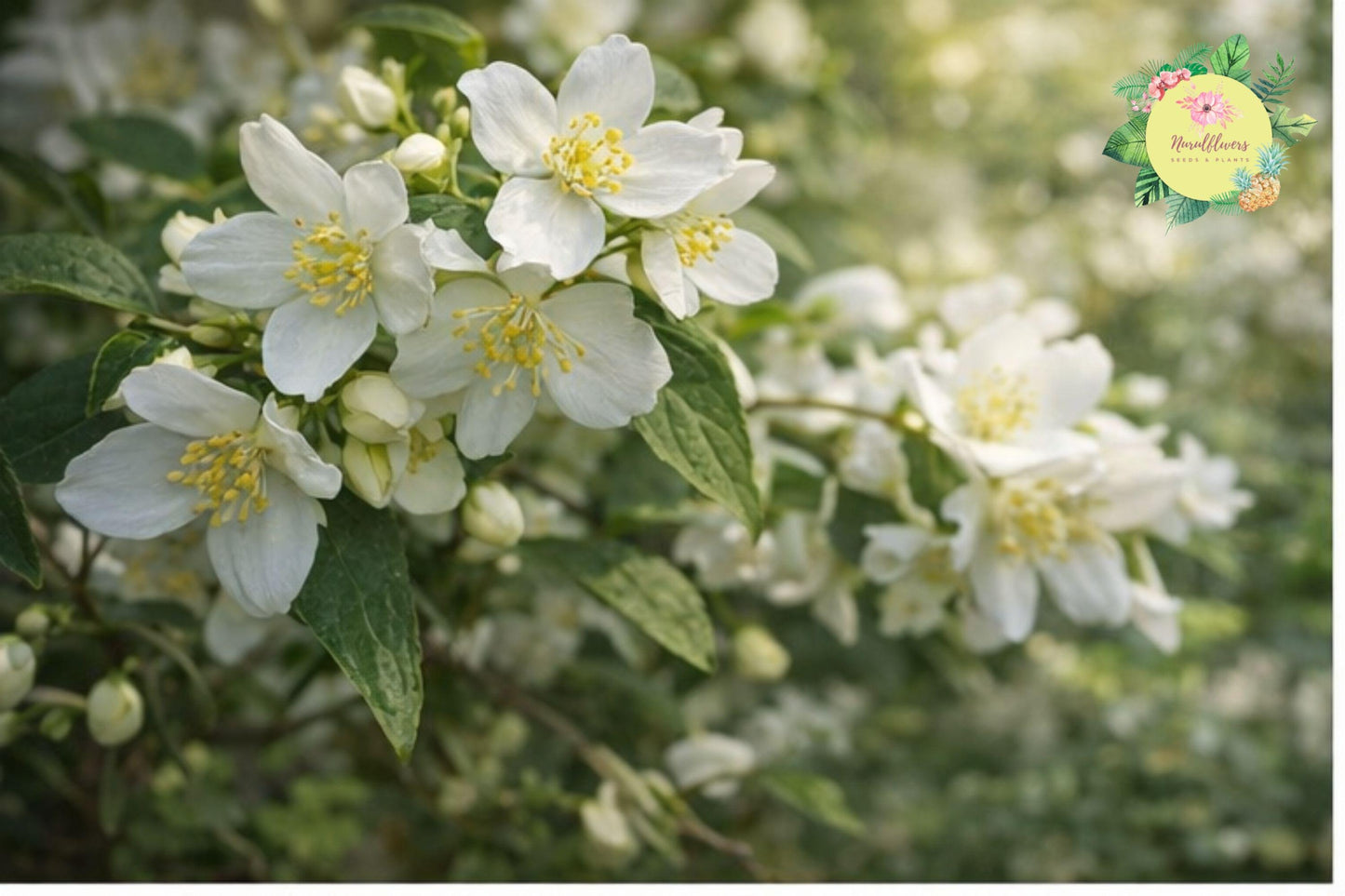 Bare-root Minnesota Mockorange Plant - Snow White Variety - Philadelphus coronarius 'Snow White' - Fragrant White Flowers