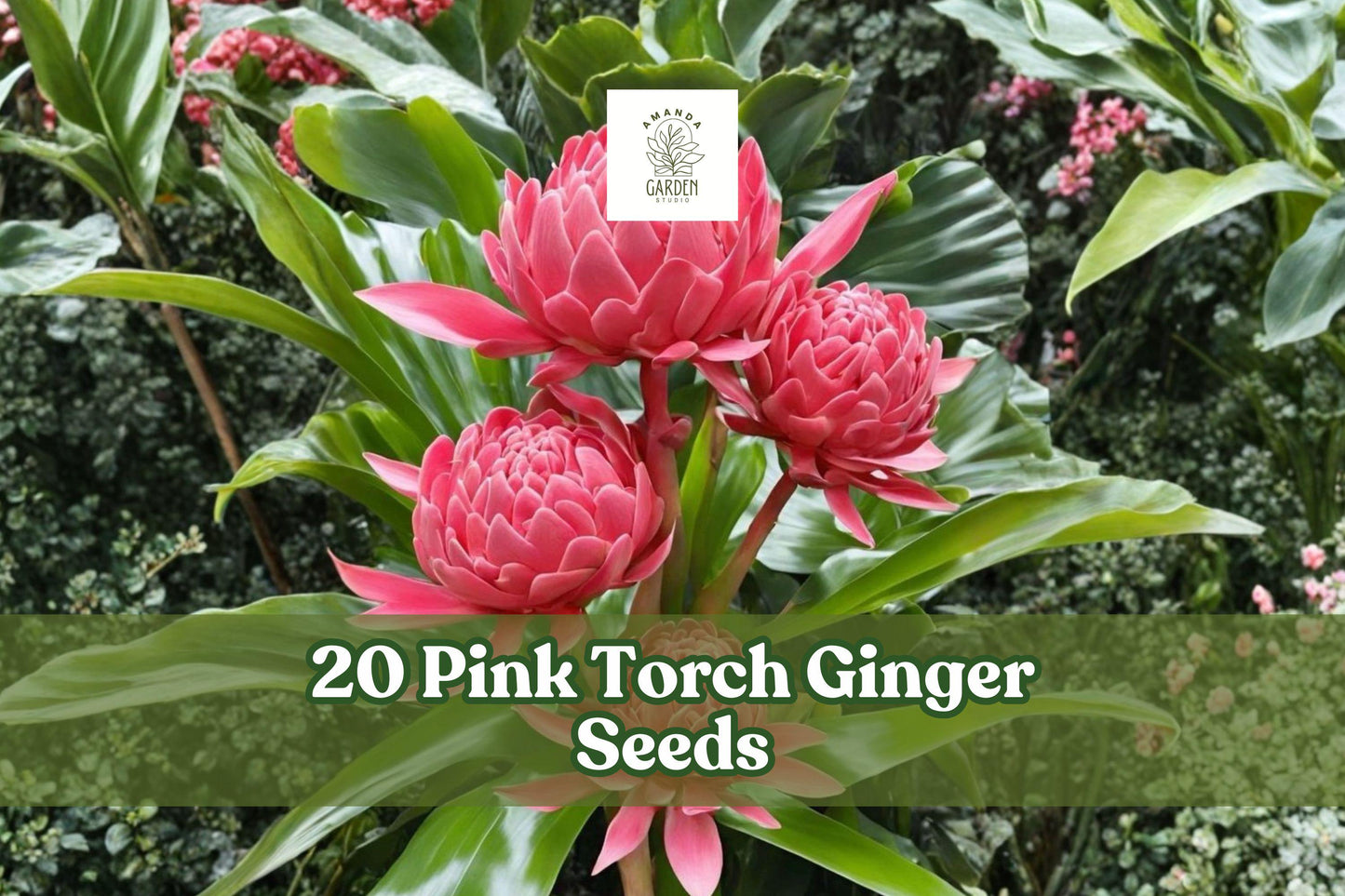 20 Pink Torch Ginger Seeds - Etlingera elatior - Tropical Ornamental for Warm Climates - Combrang Wax Flower Seeds