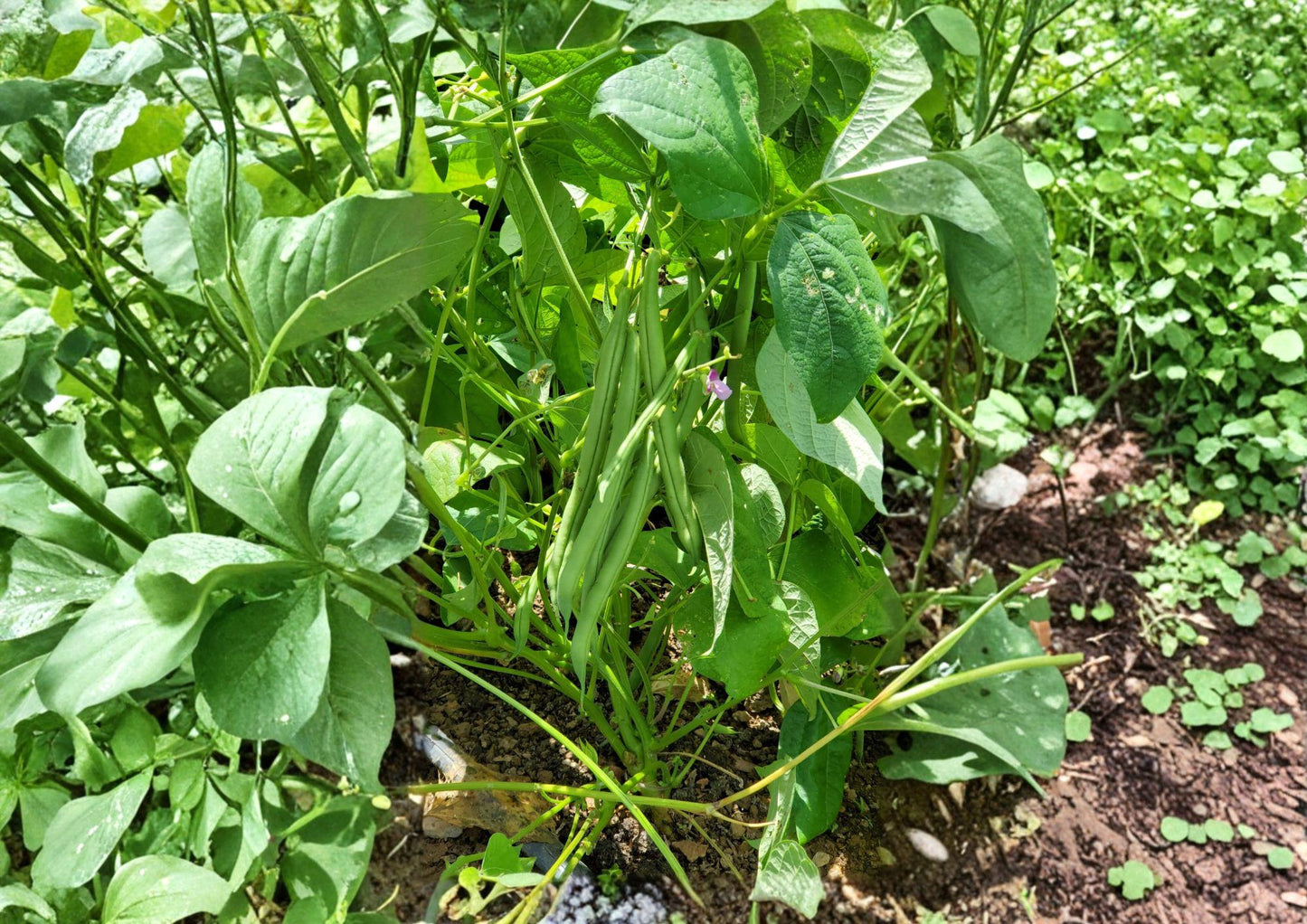 Bush Bean Seeds - 25 Heirloom Stringless Snap Seeds - Provider Green Variety, Early Harvest - Non-GMO