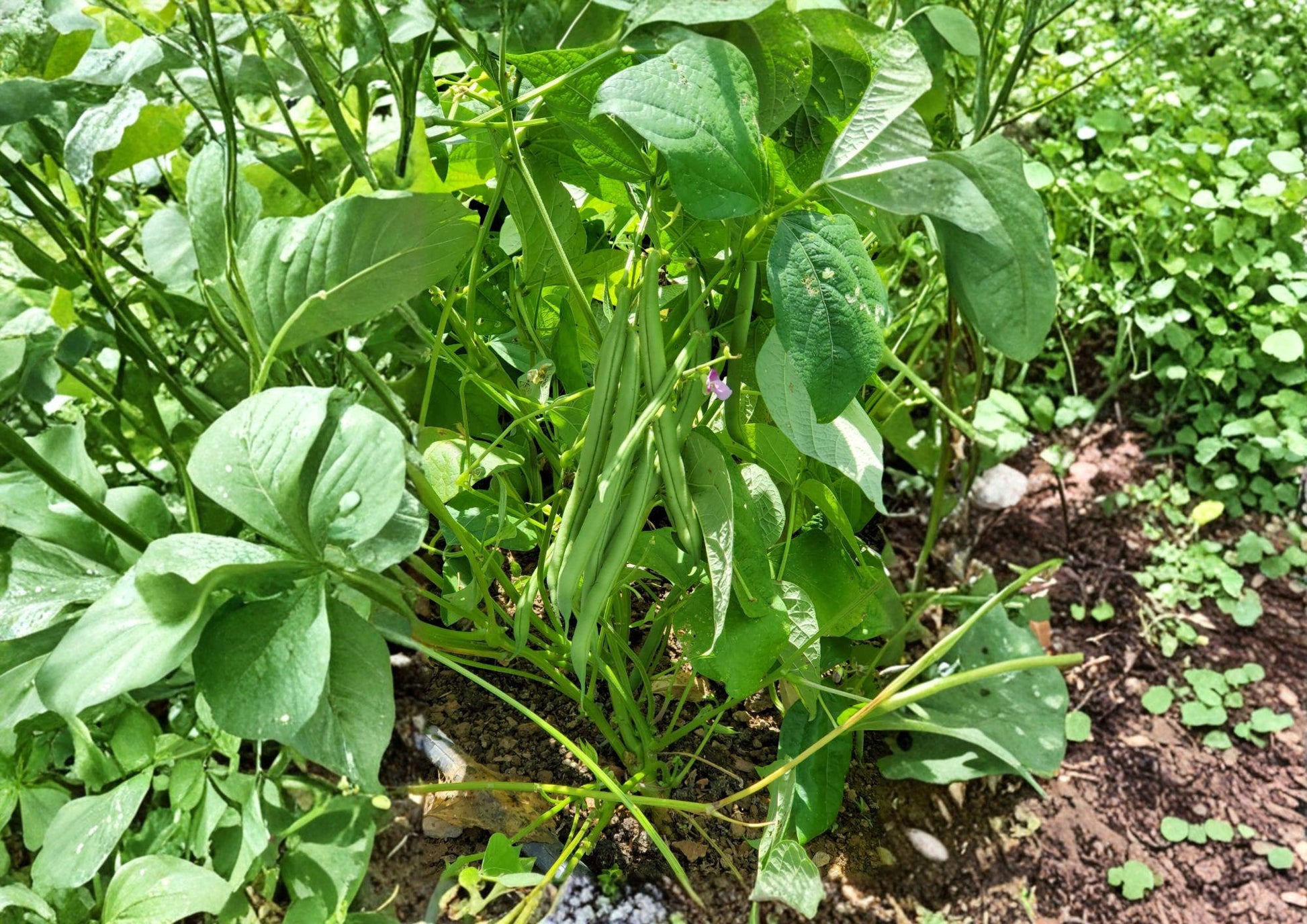 Bush Bean Seeds - 25 Heirloom Stringless Snap Seeds - Provider Green Variety, Early Harvest - Non-GMO